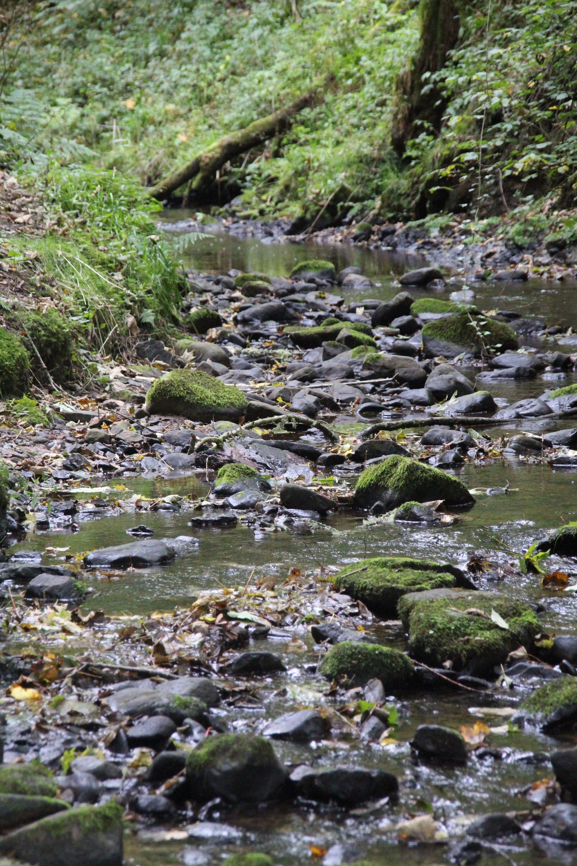 Serene forest creek with moss-covered rocks and gentle flowing water, perfect for nature and relaxation themes.