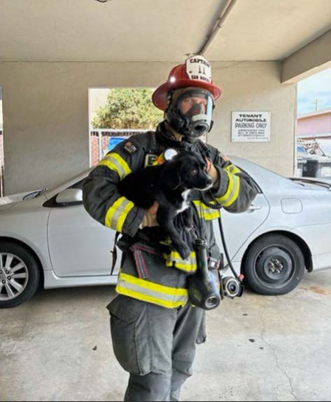 Firefighter in full turnout gear holds a small black-and-white dog in a parking area.