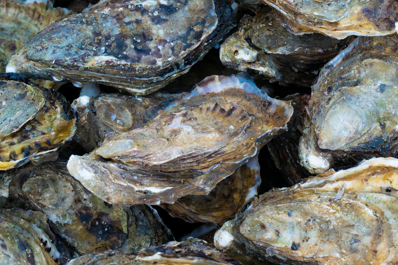 Oysters, shells, oyster, seafood, shellfish, oysters, oysters, oysters, oysters, oyster, oyster, oyster, oyster, oyster