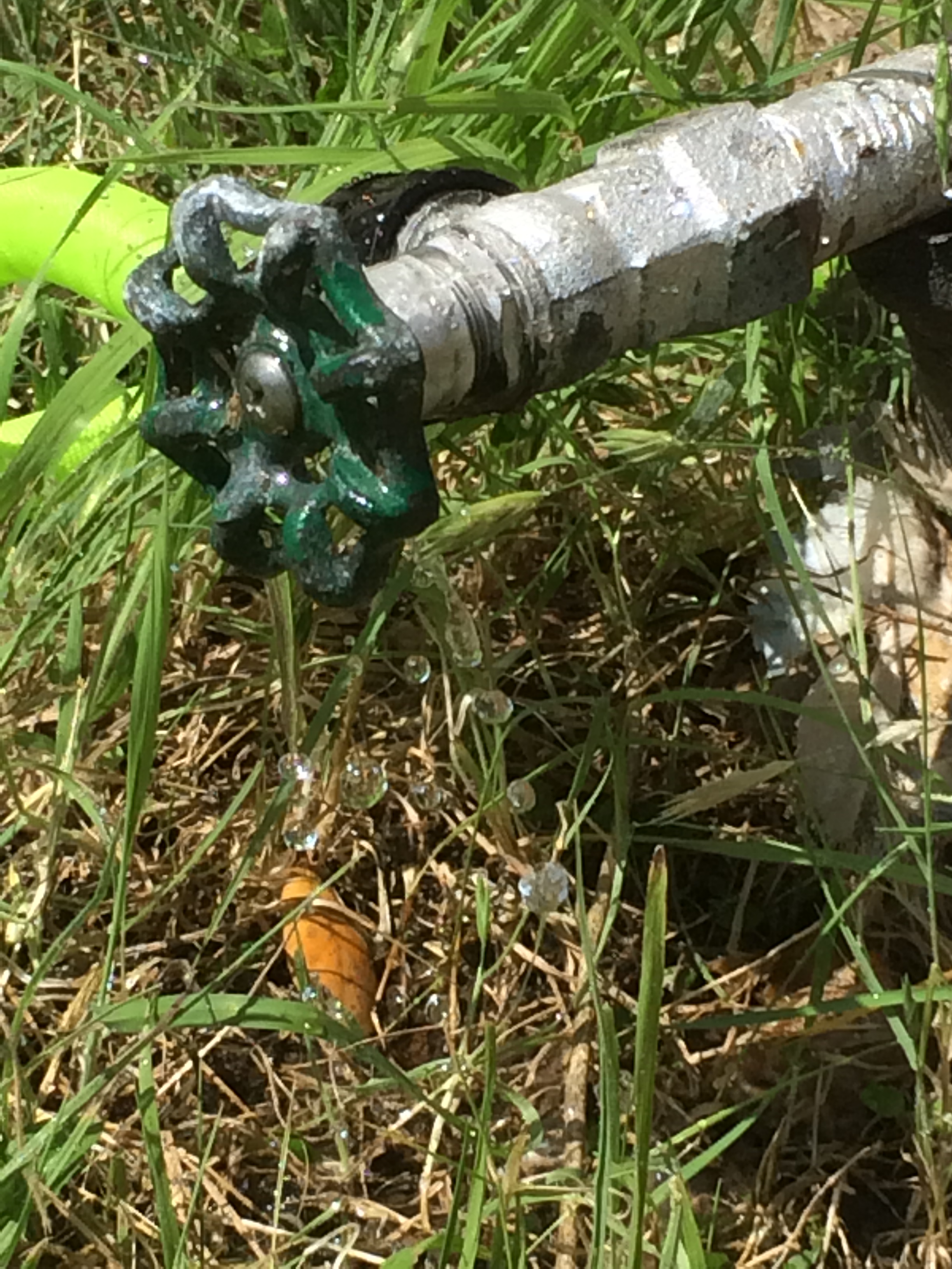 A dripping outdoor water spigot with a green valve handle and attached garden hose in grass.