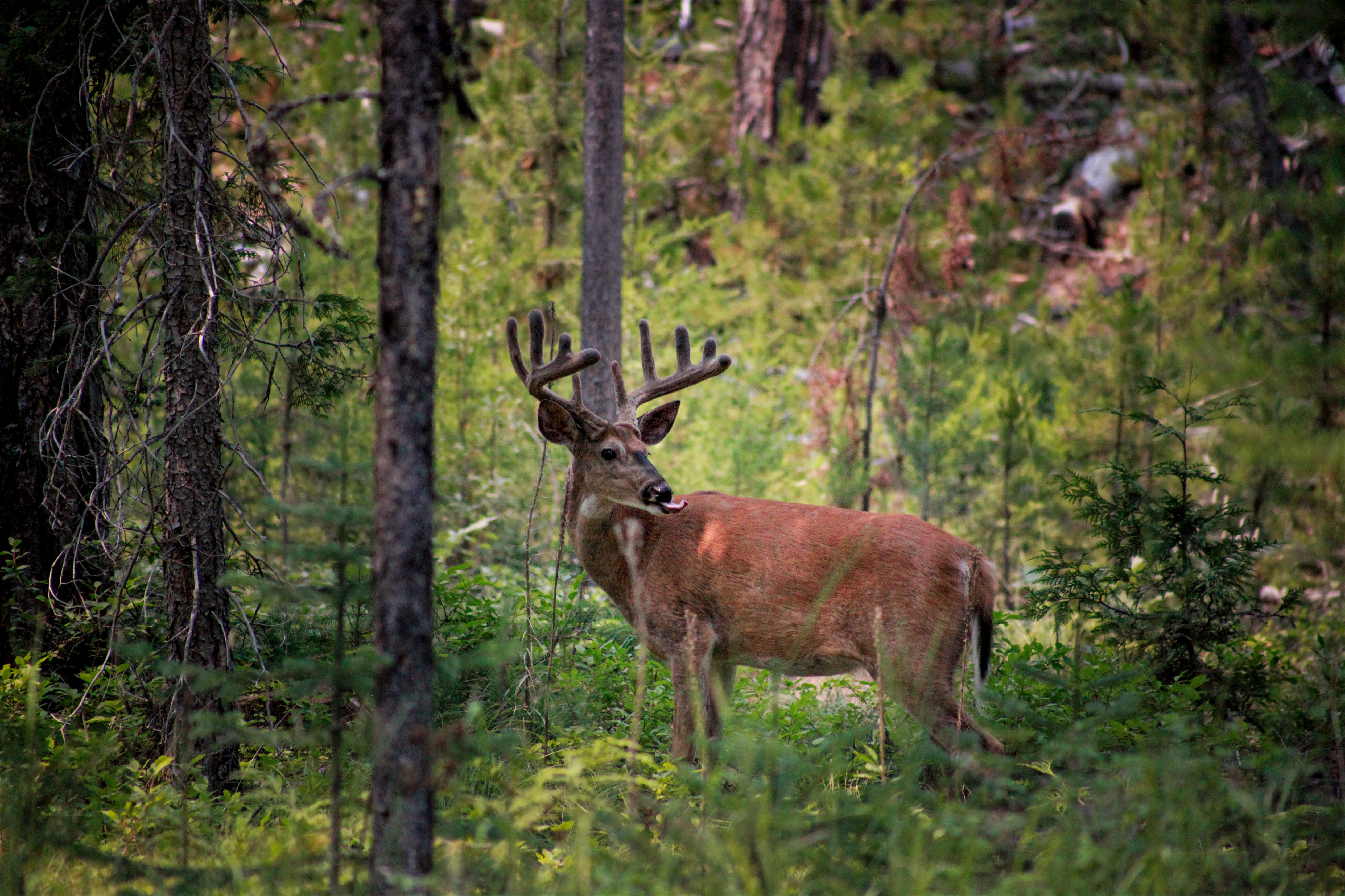 A white-tailed deer buck with velvet antlers looks toward the camera in a forest.