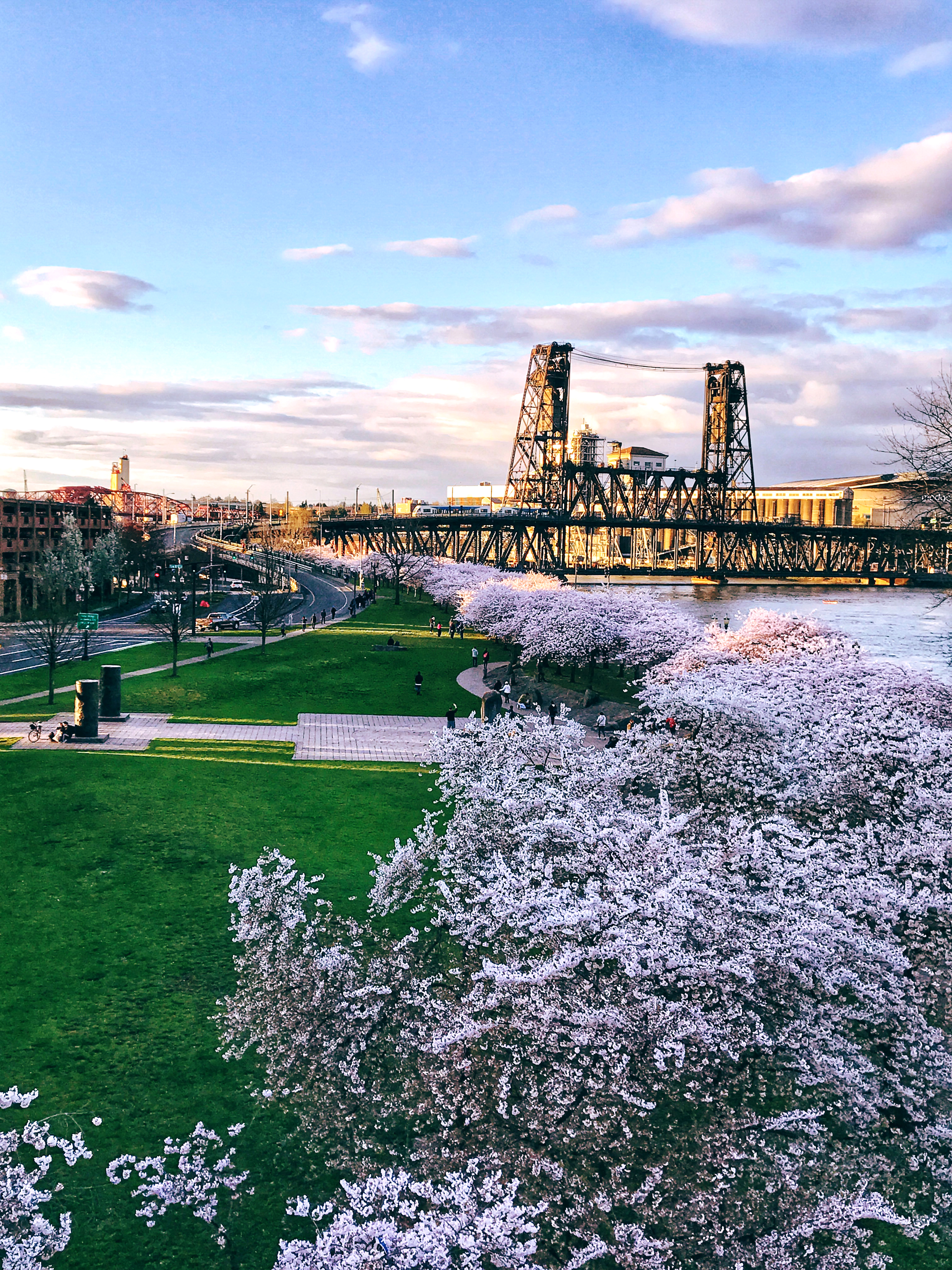Cherry blossom trees in full bloom line a riverfront park path with a steel bridge in the background.