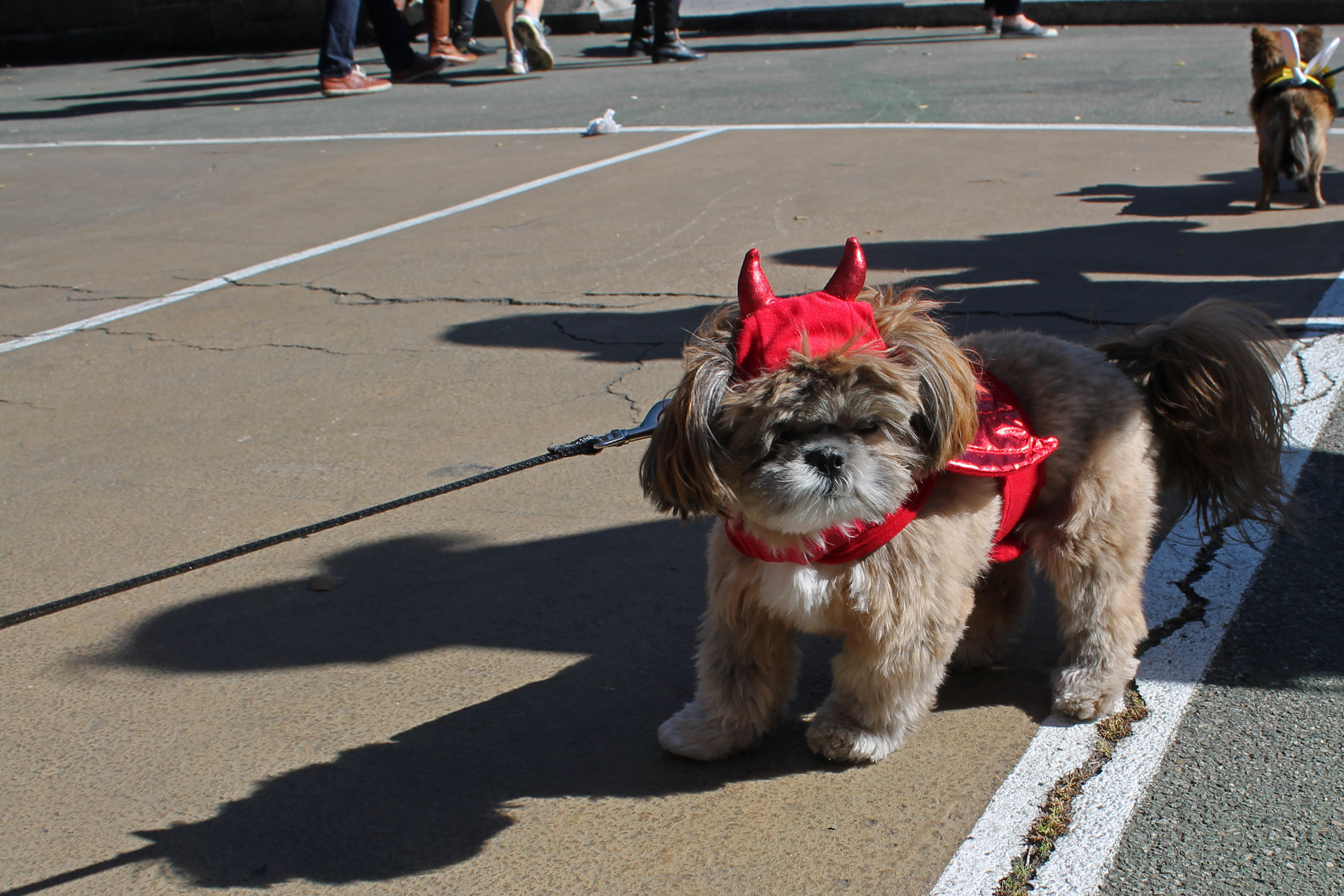 Small fluffy dog in a red devil Halloween costume with horns, on a leash outdoors.