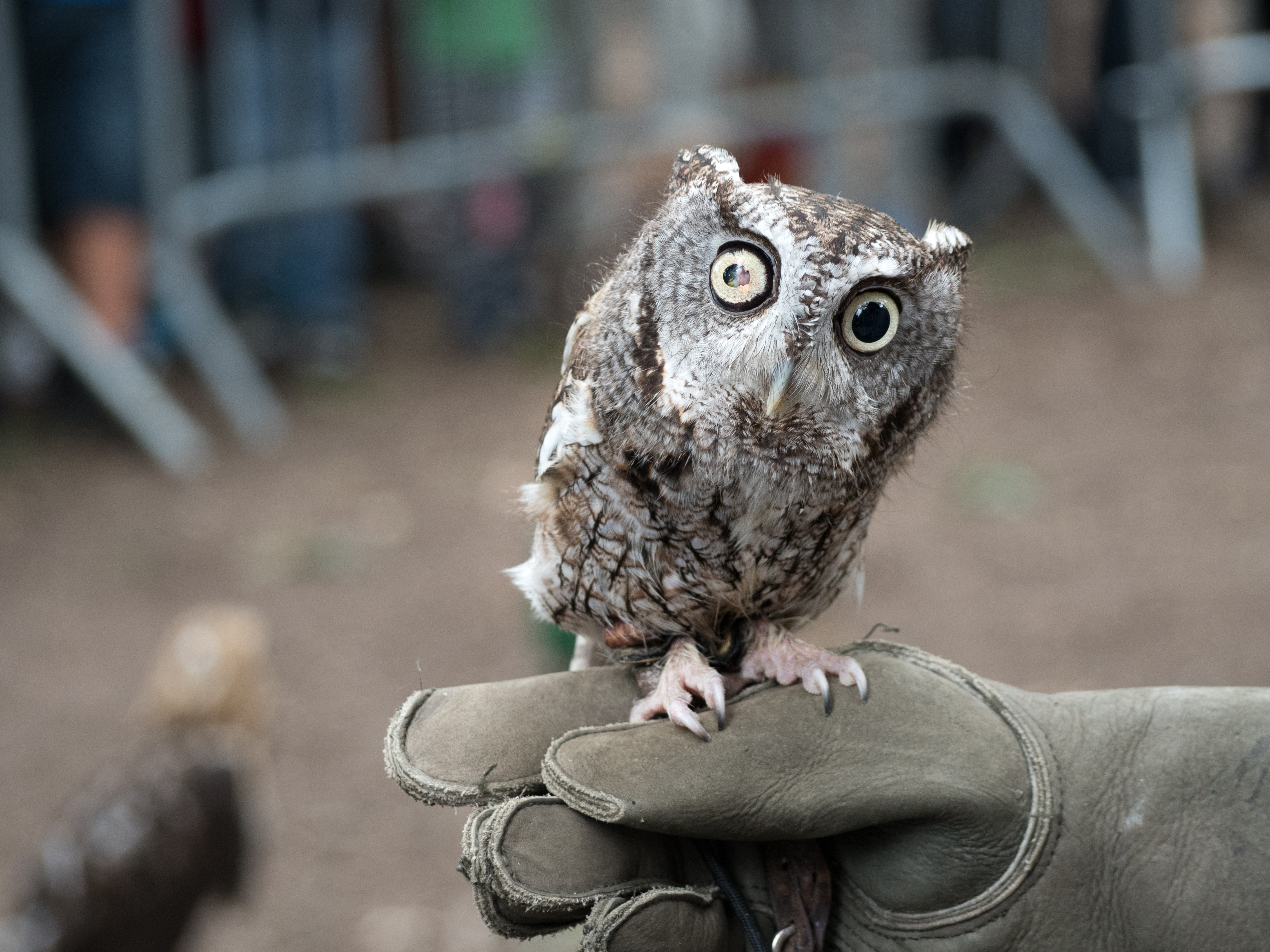 A small owl with mottled brown plumage perches on a leather glove, looking upward.