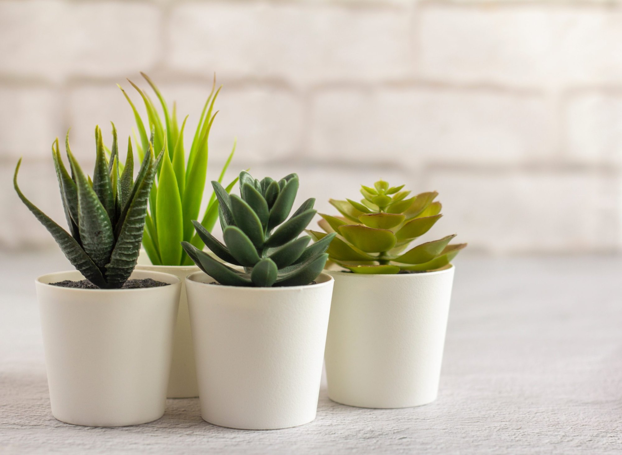 Three small succulent plants in white ceramic pots on a light surface.