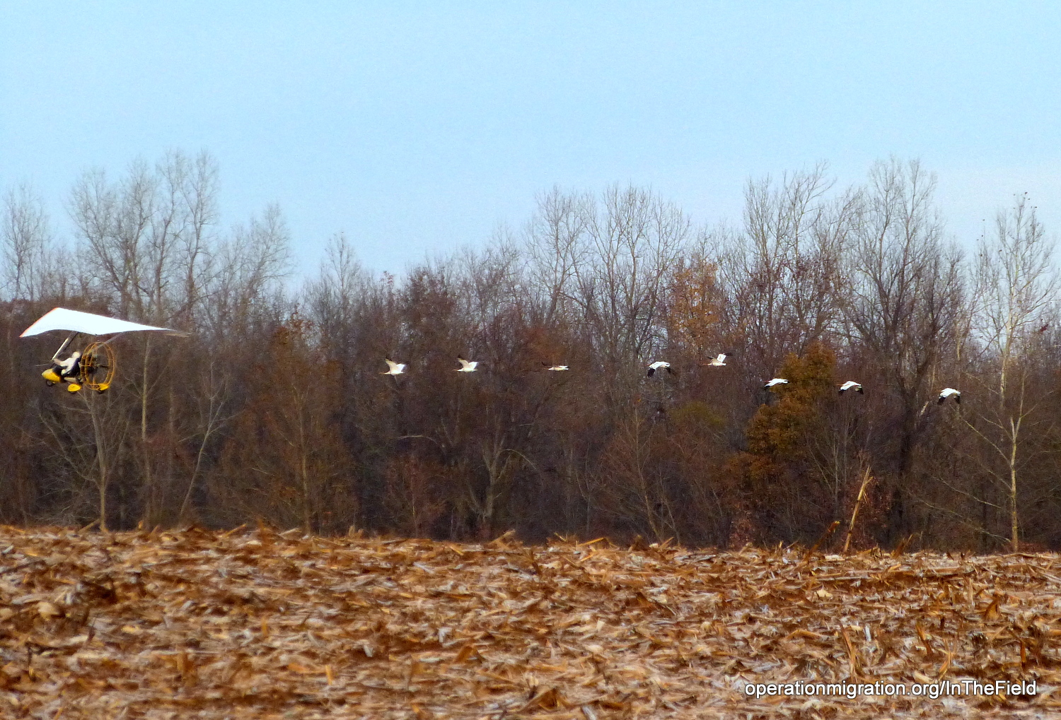 A flock of white birds in flight over an open field, led by a small aircraft.