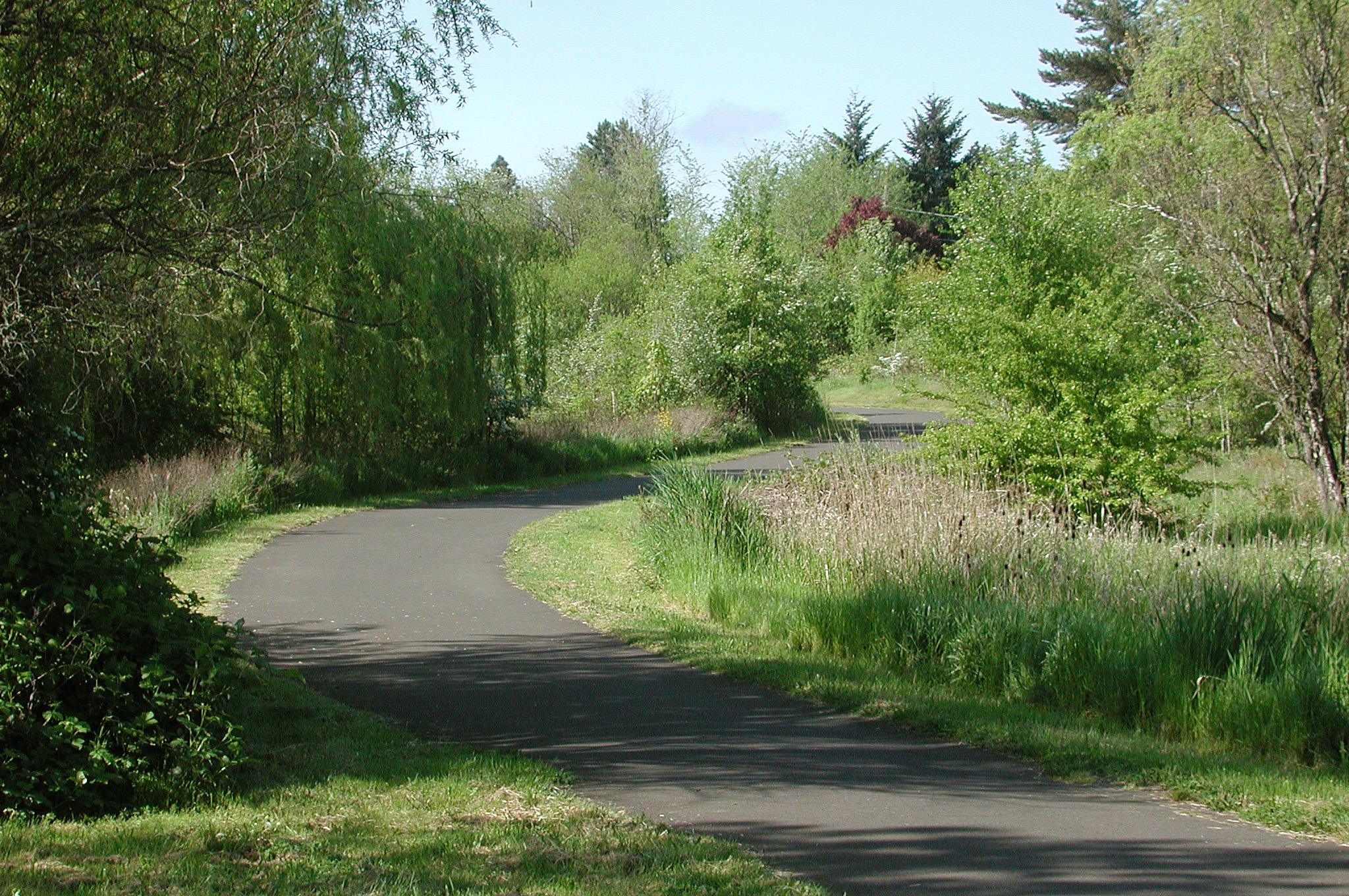 Paved greenway trail curves through a tree-lined park with wetland grasses and a pond.