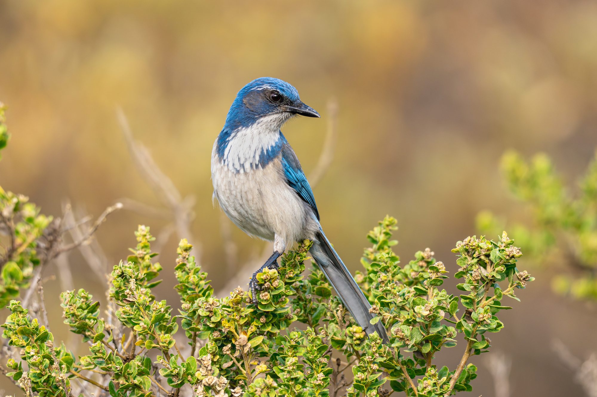 Scrub Jay