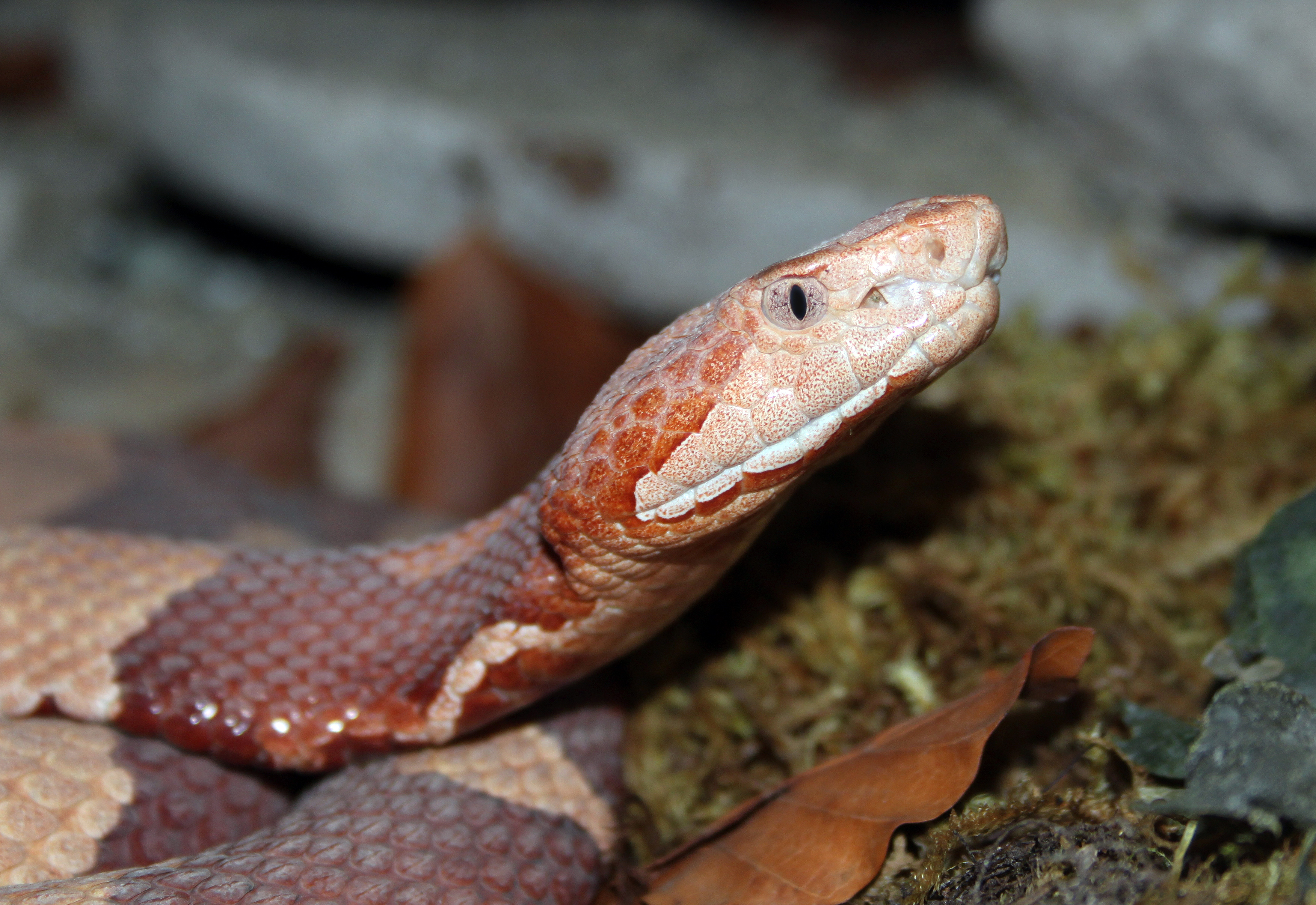 Close-up of a copperhead snake coiled among leaf litter and moss.