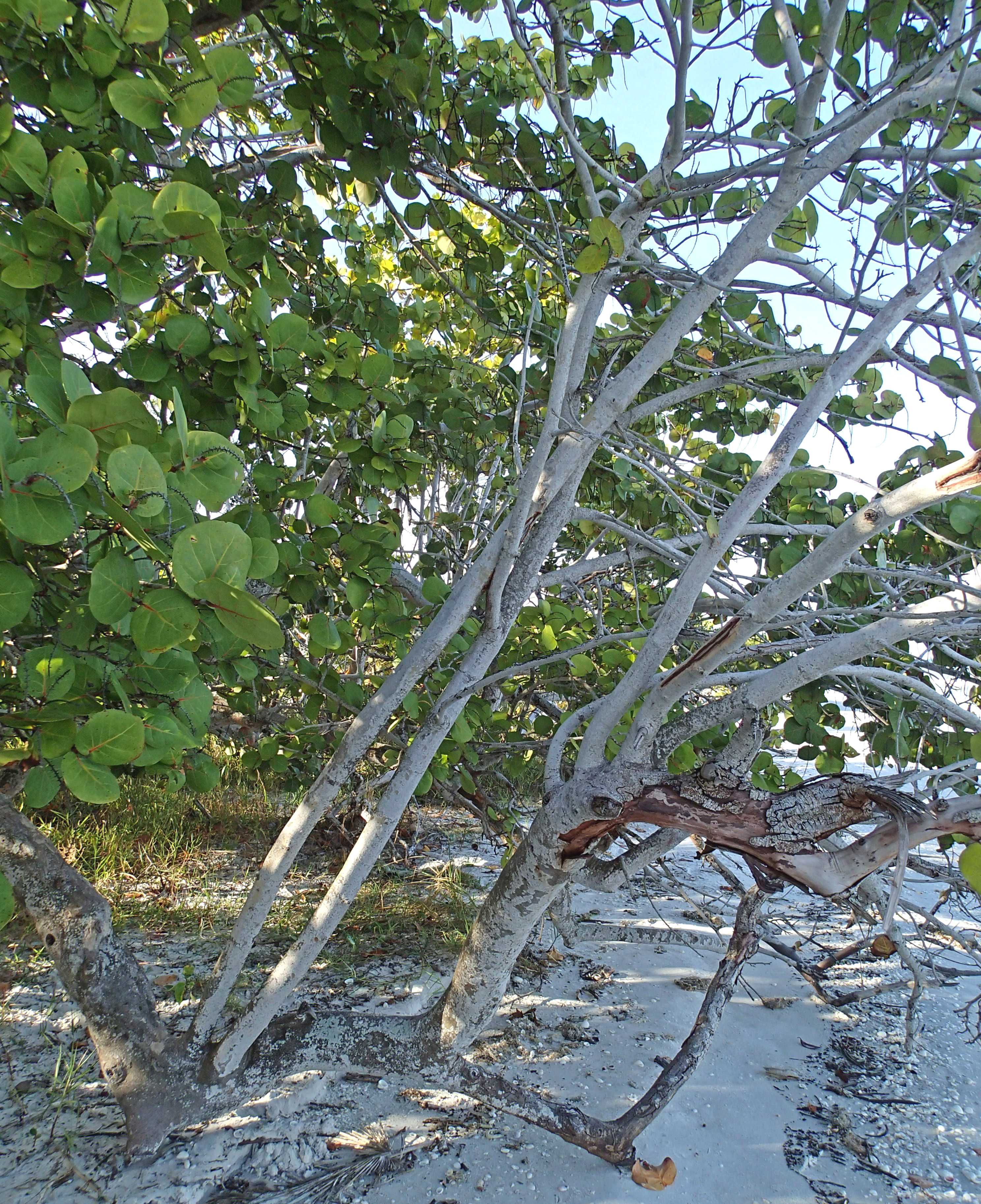 Sea grape tree with large round leaves and pale gnarled branches in sandy coastal setting.