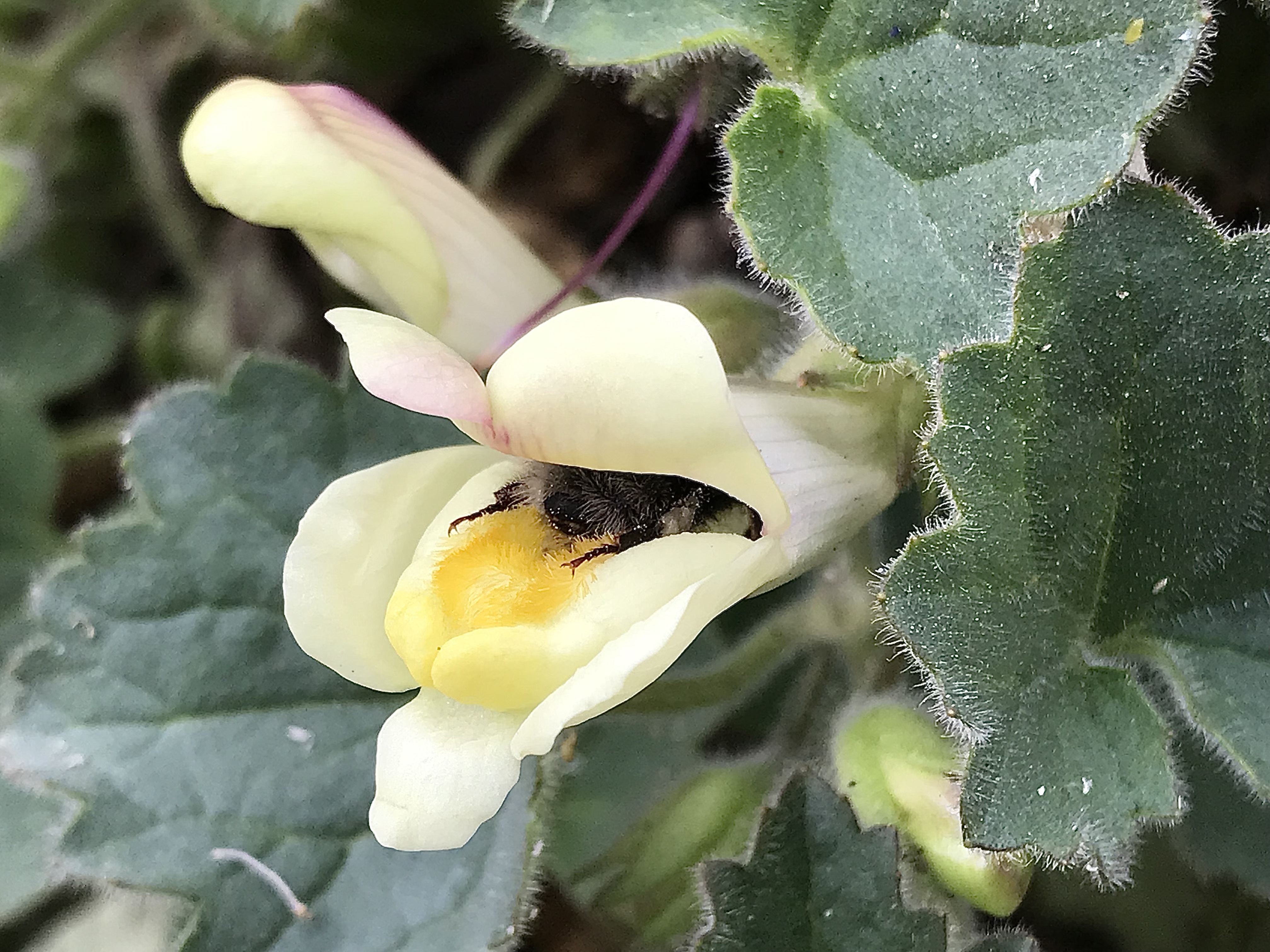 A bumblebee's hindquarters and legs protrude from a pale yellow flower.