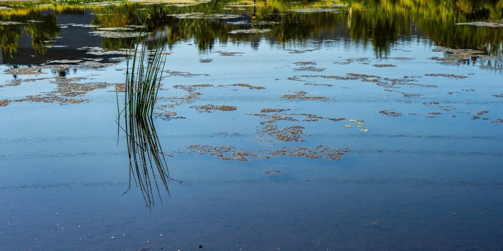 Shallow wetland pond with reeds, grasses, and aquatic vegetation under a blue sky.