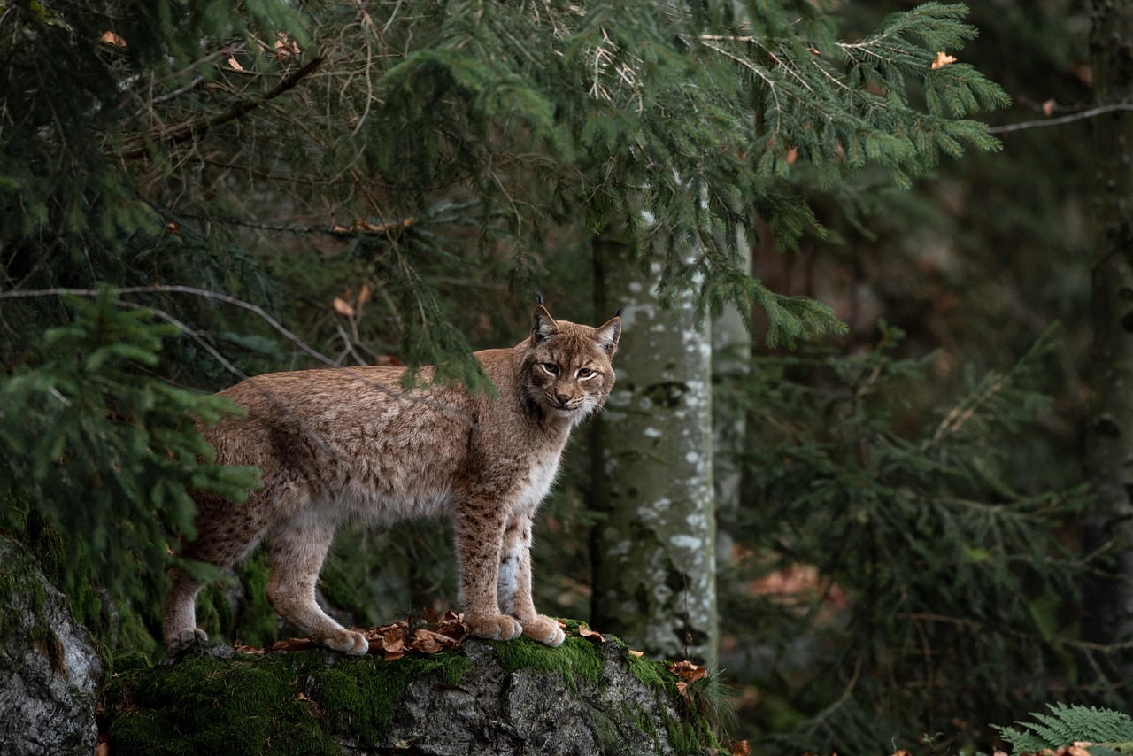 Bobcat, forest, nature, predator, beast, species, fauna, mammal, bobcat, bobcat, bobcat, bobcat, bobcat
