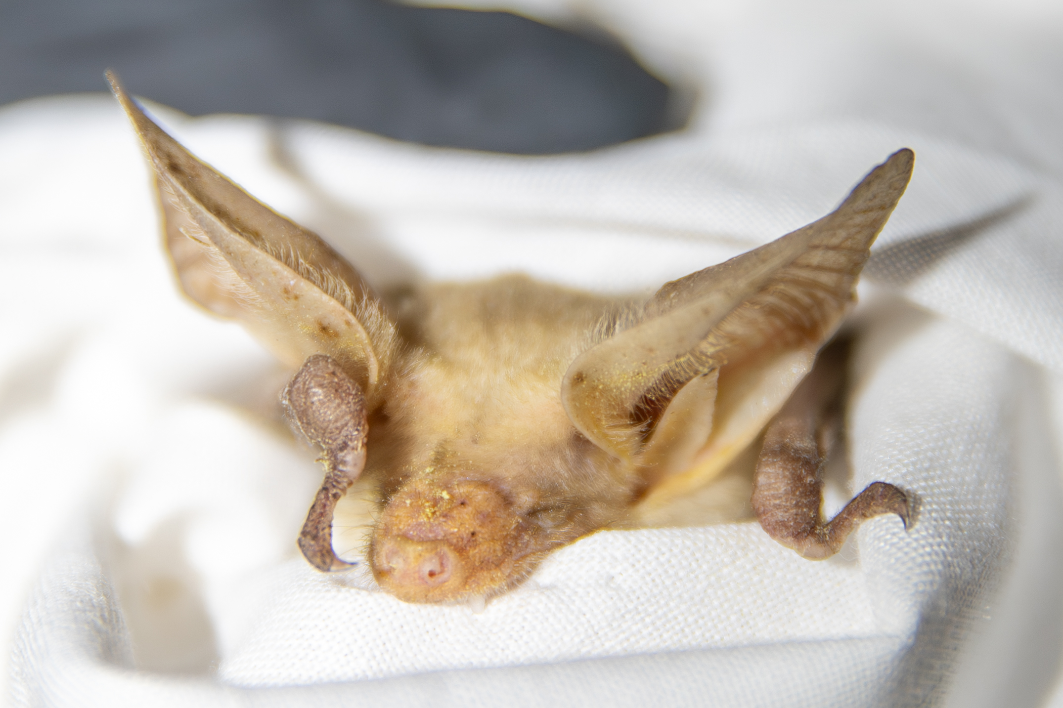 Small brown bat with large ears held in a white cloth bag.