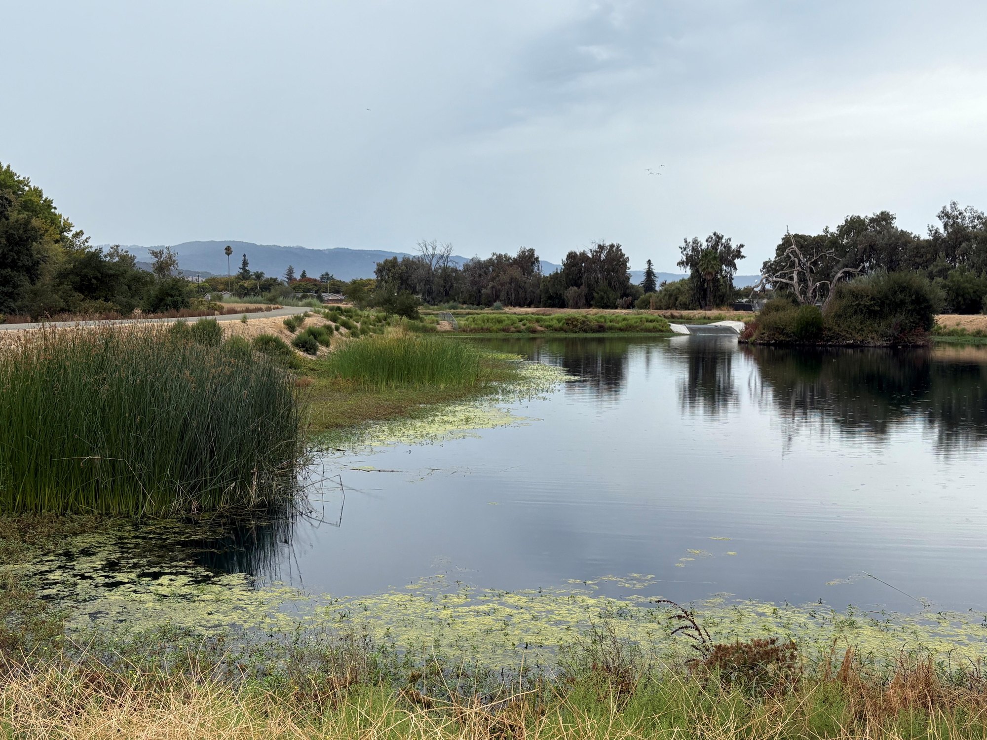 A calm pond surrounded by reeds, lily pads, and trees under an overcast sky.