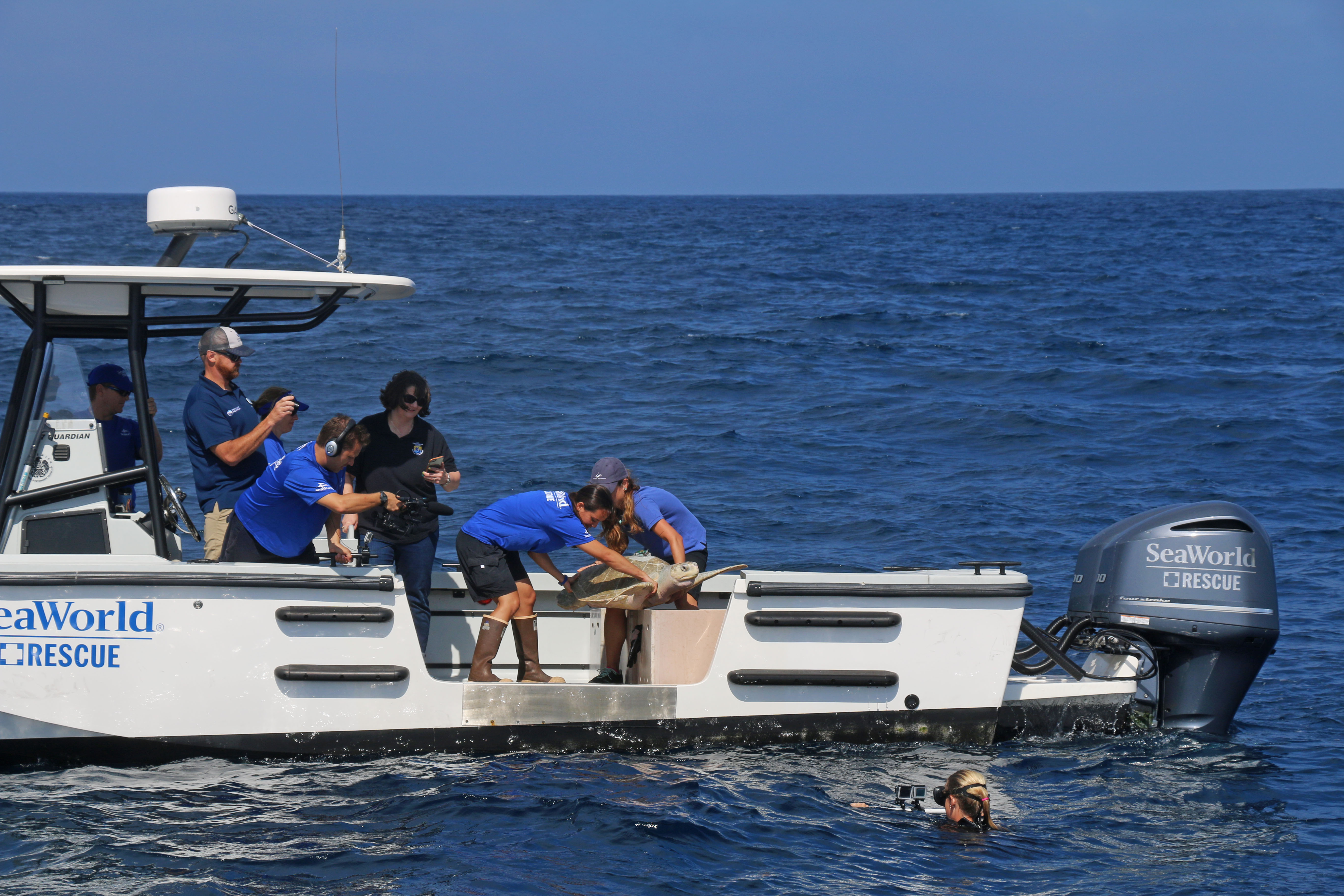 Rescue workers on a boat lowering a sea turtle into the open ocean.
