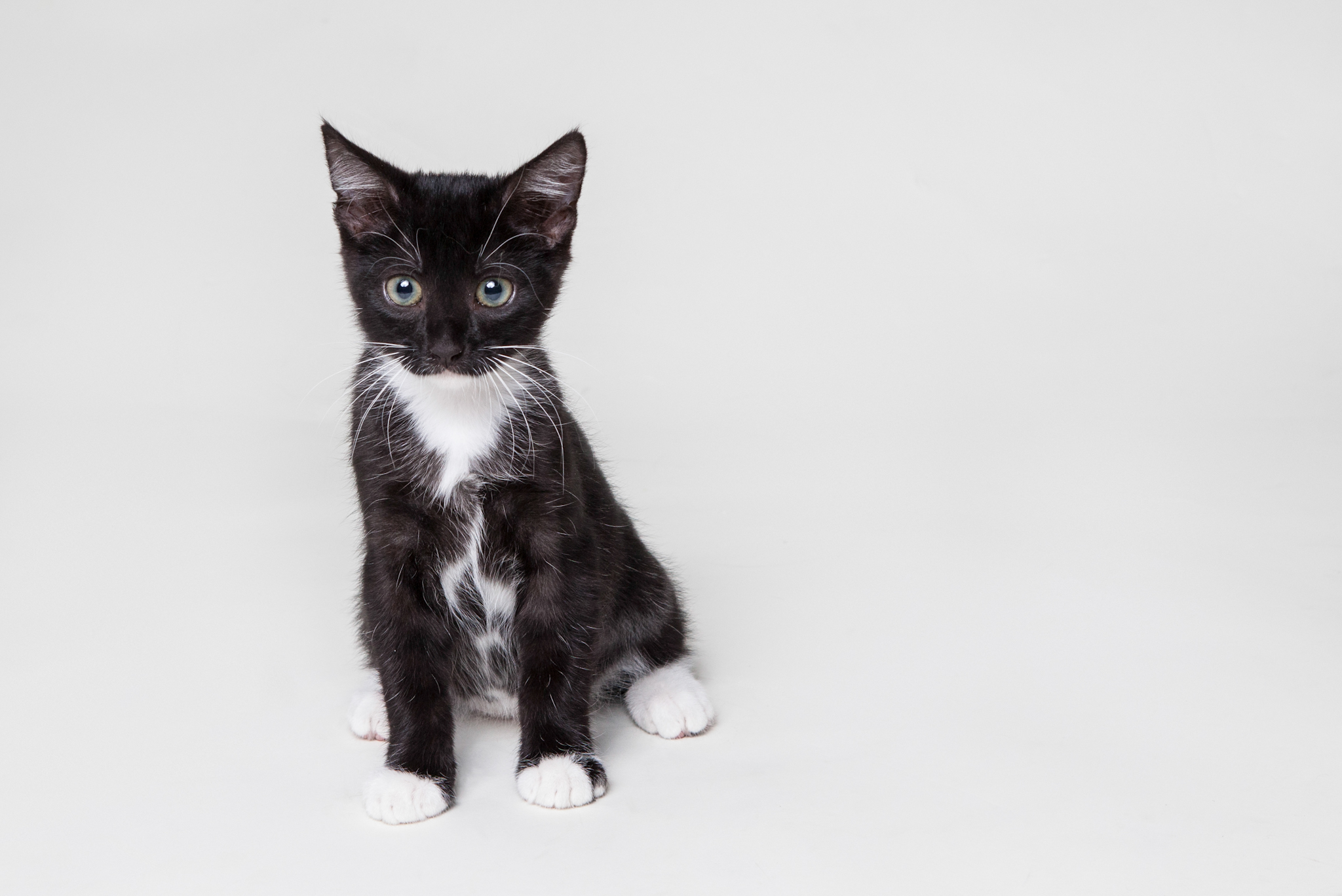 A young black and white tuxedo kitten sits upright against a plain gray background.