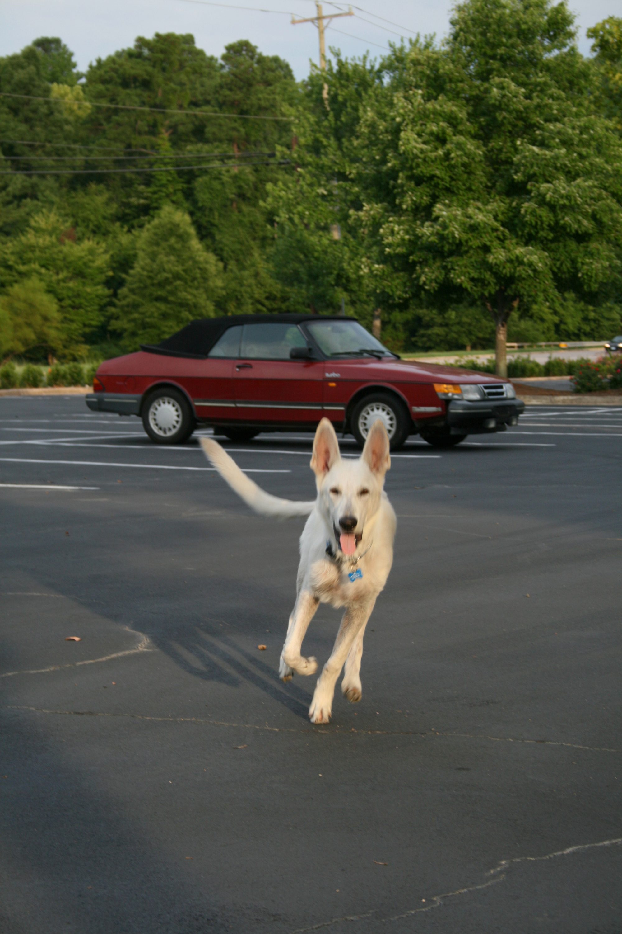 A young White German Shepherd running in a parking lot in the Research Triangle Park.  The car in the background is a 1989 Saab 900 Turbo convertible.