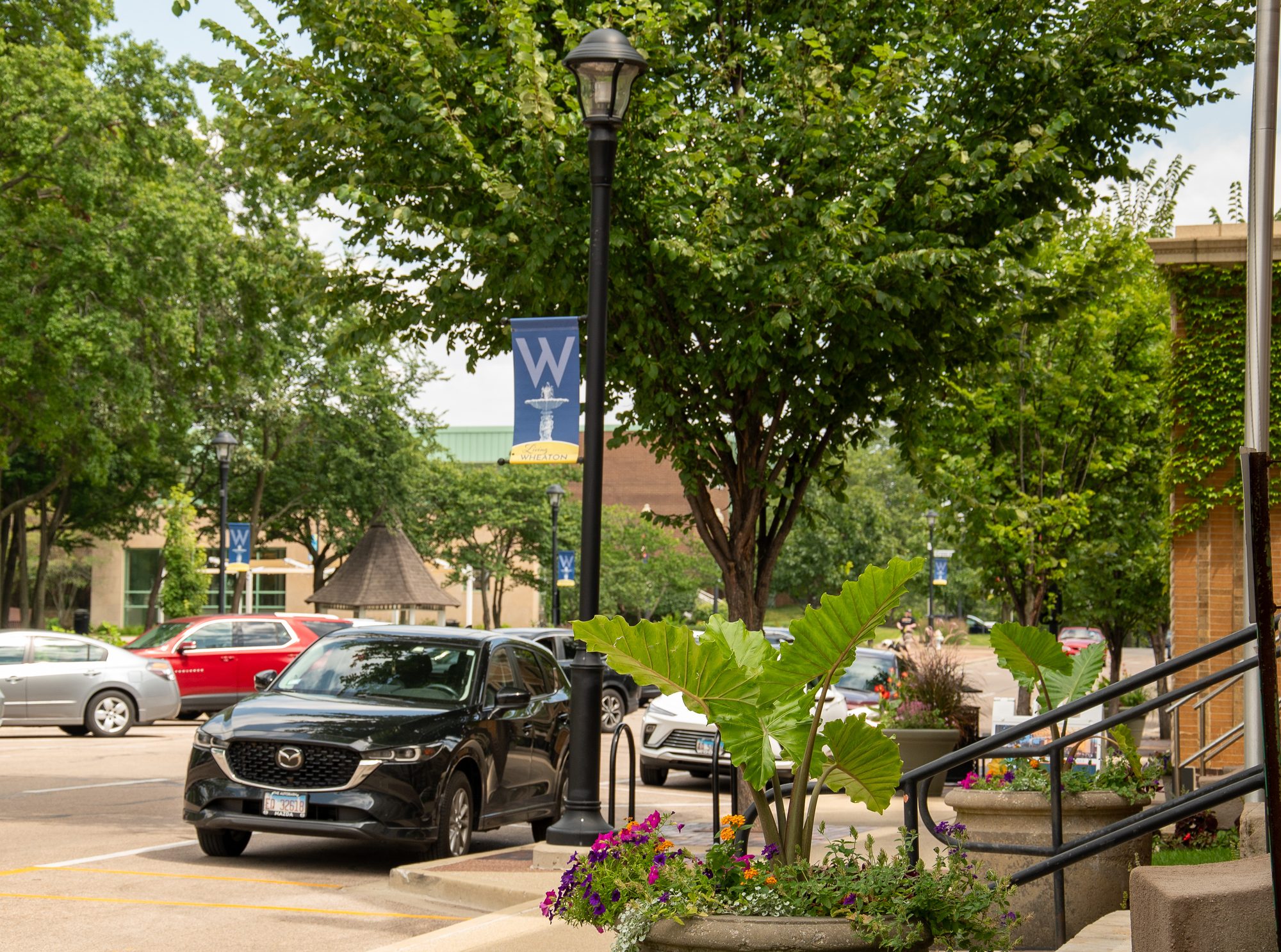 Tree-lined retail streetscape with parked cars, banners, and building entrances.