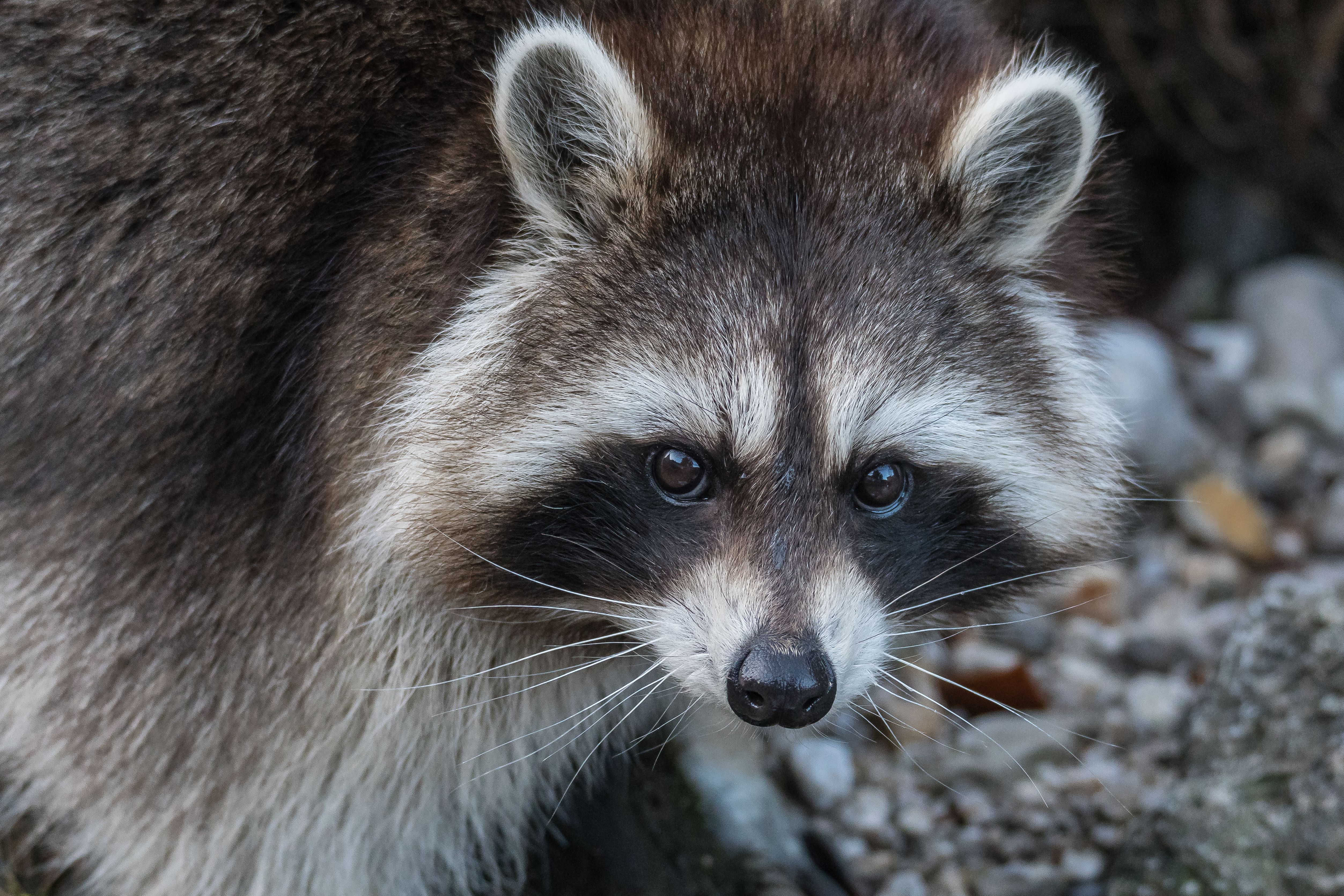 Close-up of a raccoon showing its black facial mask and dark eyes.