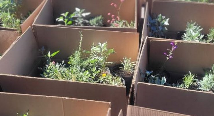 Cardboard boxes filled with potted native plants arranged in rows outdoors in sunlight.