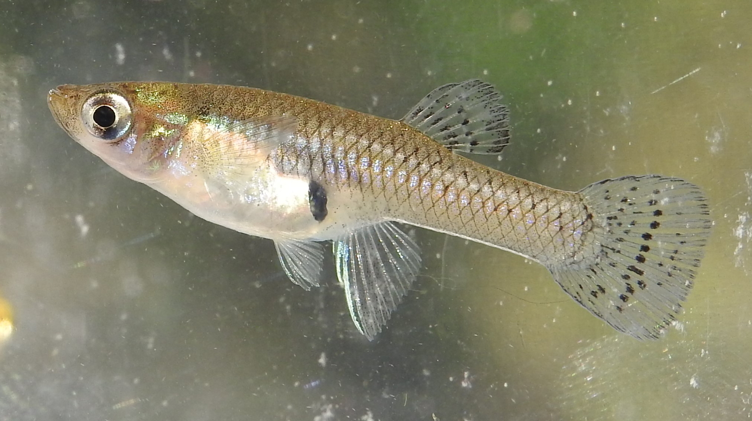 A small brownish-gray fish swimming in shallow pond water.