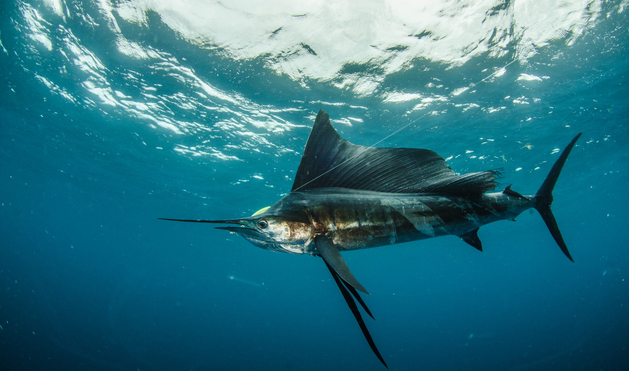 Sailfish fishing