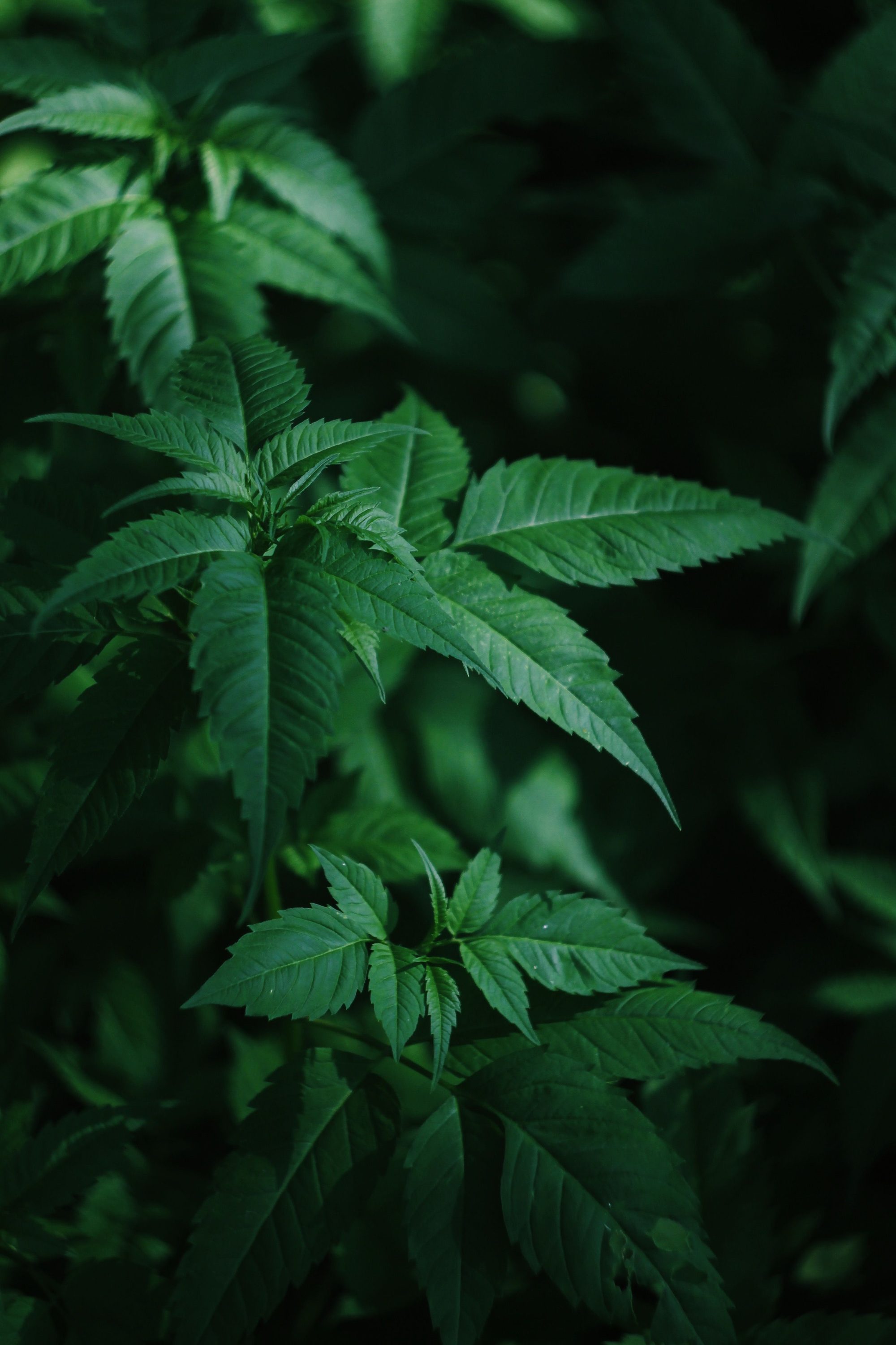 Close-up of lush cannabis plants with vibrant green leaves in natural sunlight, capturing the essence of nature's growth.