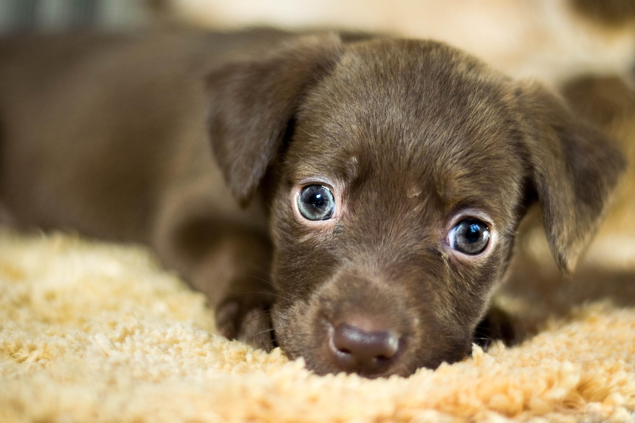 Dog, adoption, home, nature, adopted dog, lost dog, turners, pet, pets, animals, ears, domestic animal, mutt, animal, pu