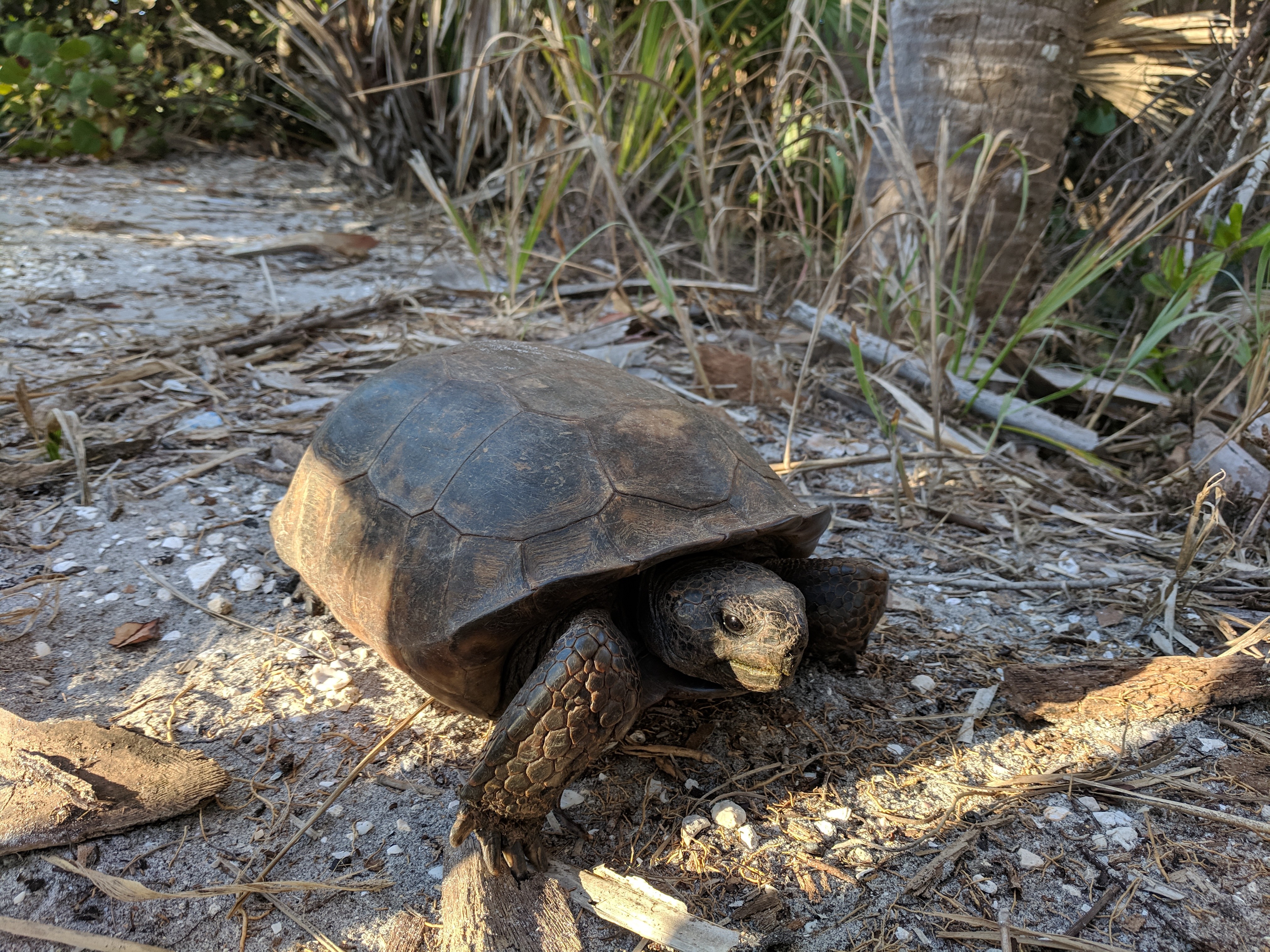 A gopher tortoise crossing a sandy dirt path surrounded by dry grasses and vegetation.