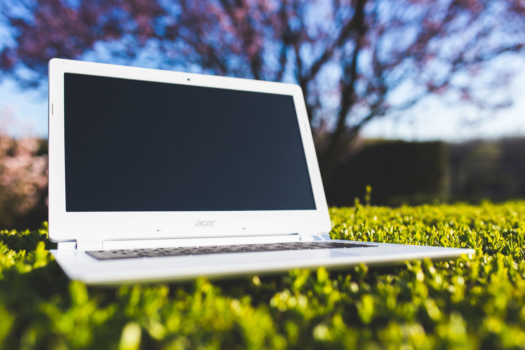 White laptop on green grass in a spring garden with a blossoming tree in the background.