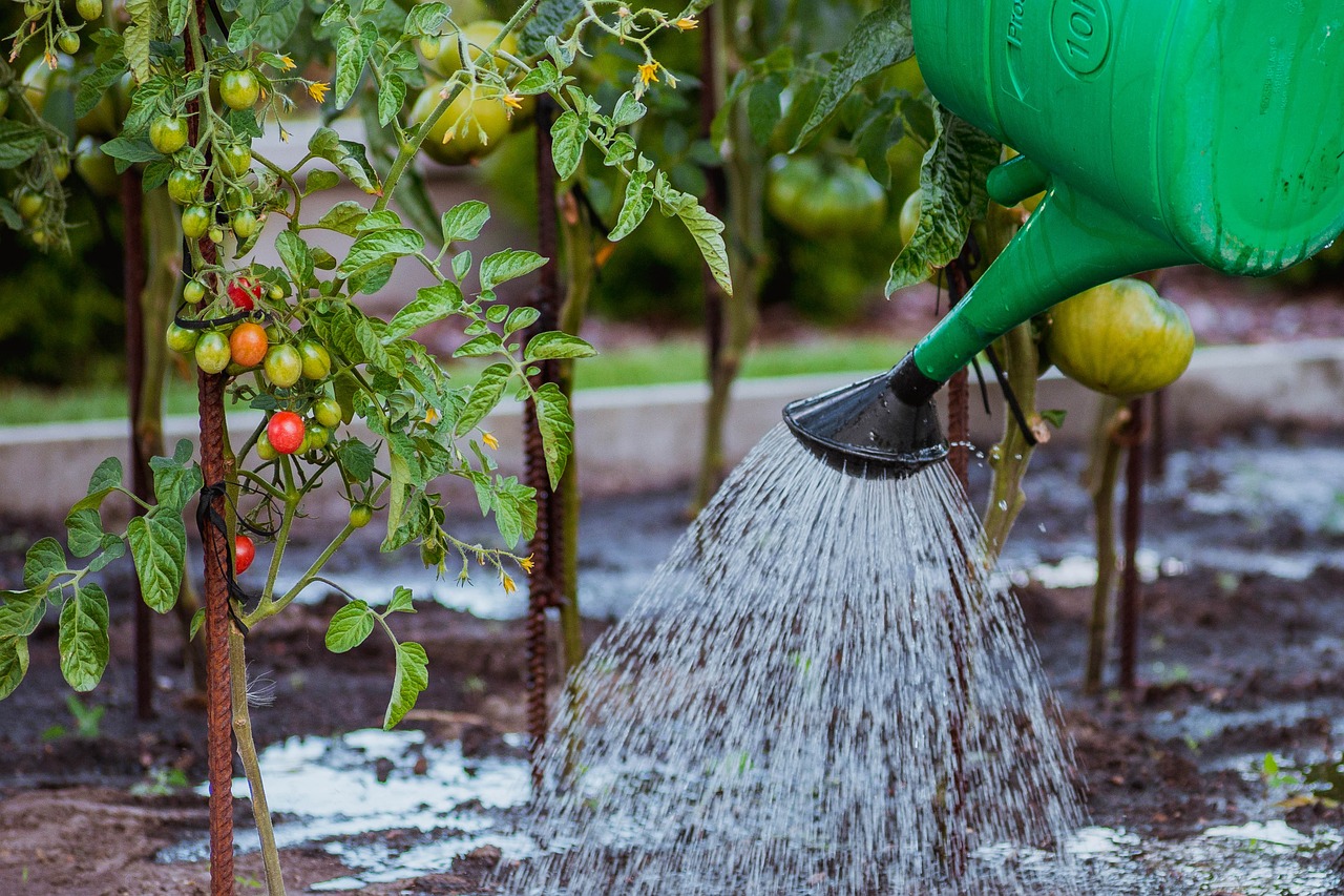 The cultivation of, vegetables, tamato, watering, watering can, water, tomatoes, cocktail, nature, breed, water the gard