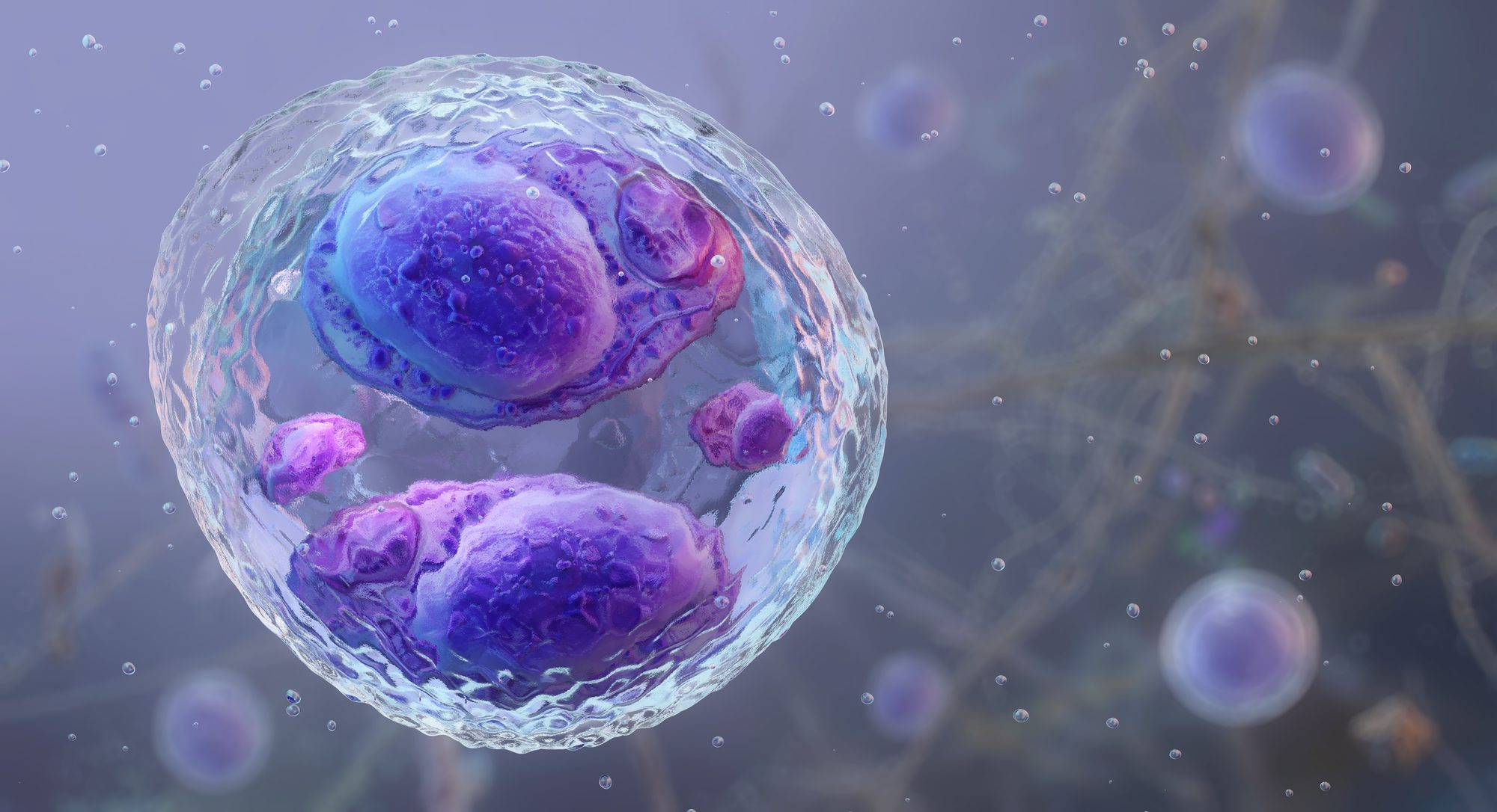 Cyclospora cayetanensis oocyst, foodborne parasite, cyclosporiasis pathogen.