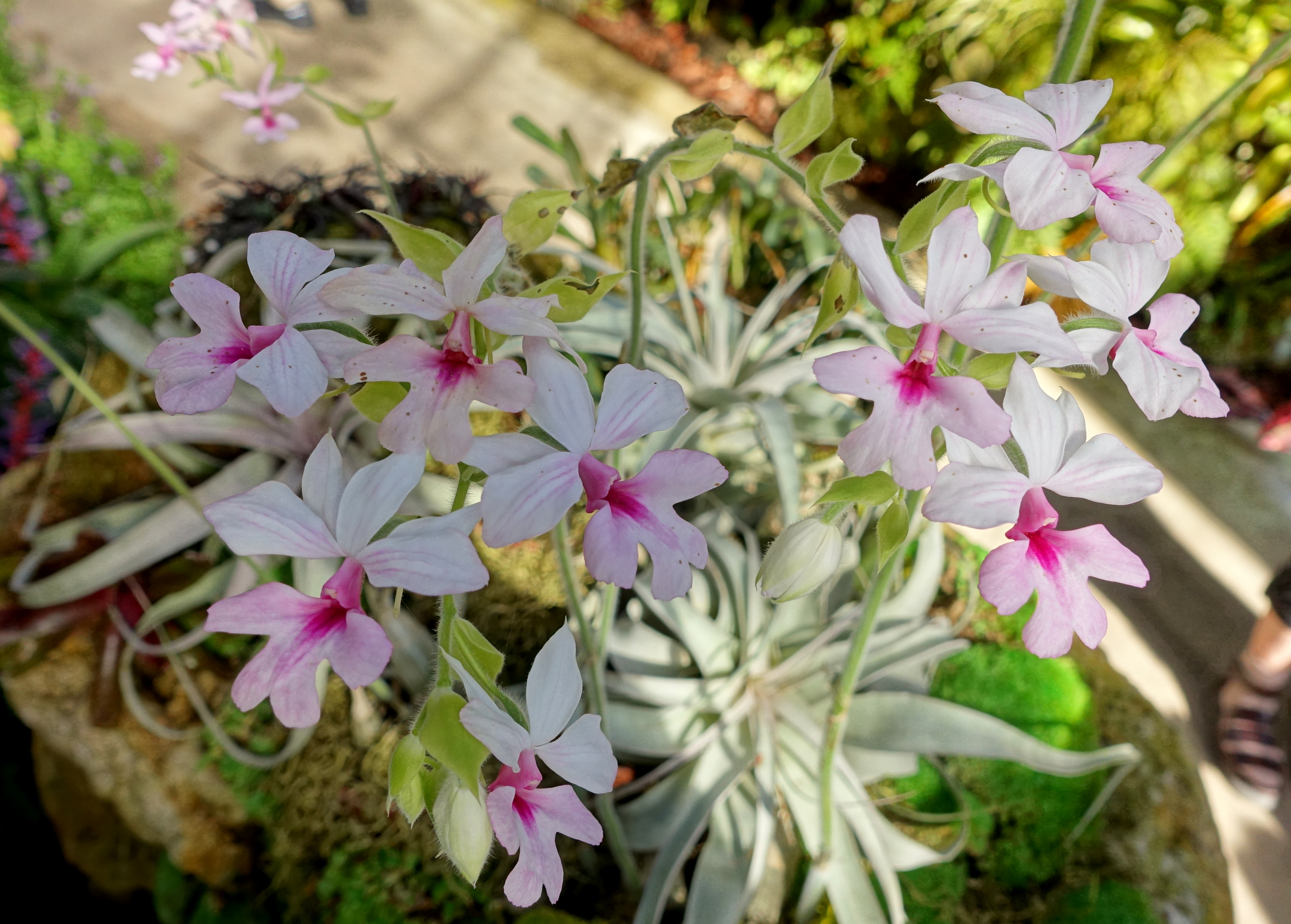 White and pink orchid flowers growing among green foliage in a garden setting.