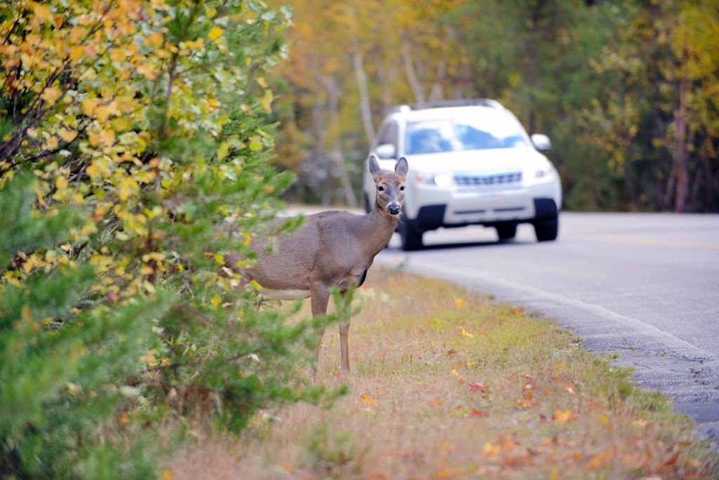 A deer stands on a road shoulder as a white SUV approaches, surrounded by autumn foliage.