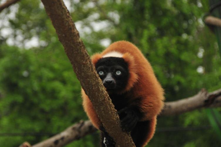 A red ruffed lemur with orange-red fur and black face perched on a tree branch surrounded by green foliage.