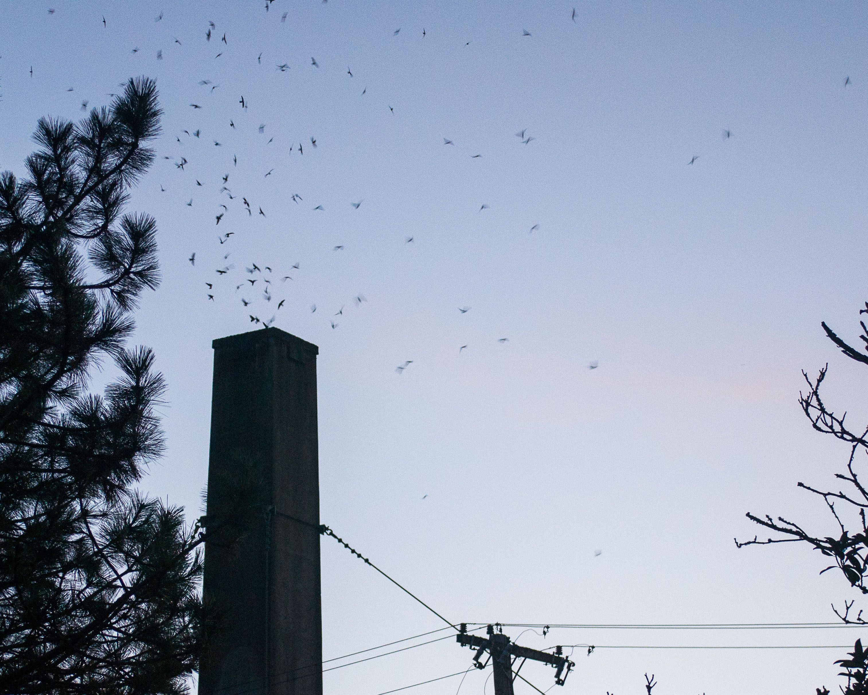 Tall chimney silhouetted against a twilight sky with hundreds of birds swirling above.