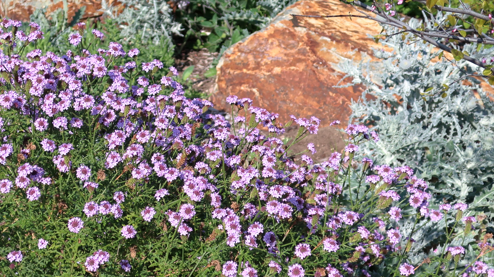 Purple verbena and silver cobweb thistle bloom beside a large sandstone boulder in a garden bed.