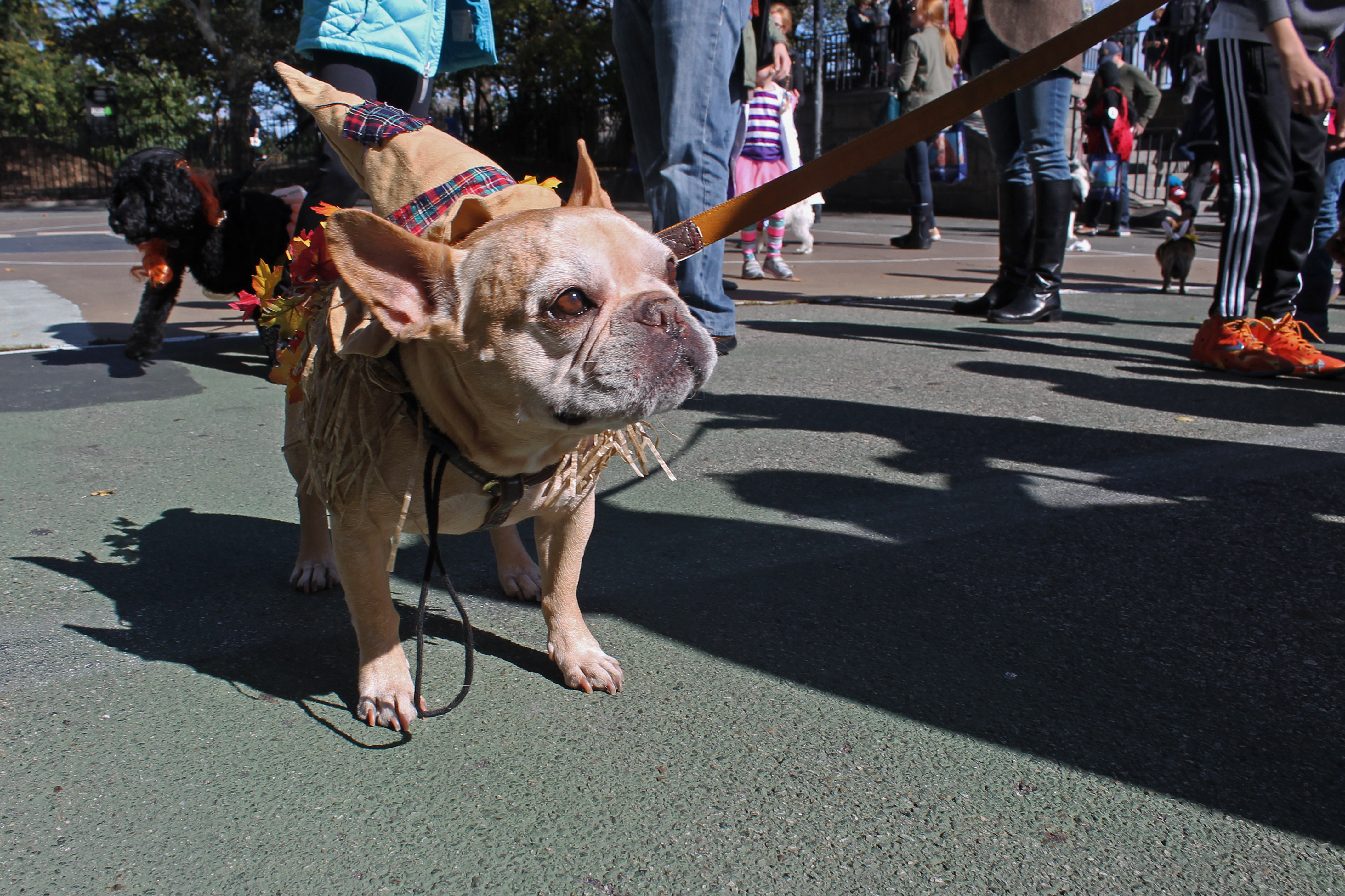French Bulldog wearing a scarecrow costume with a pointed plaid hat at an outdoor event.
