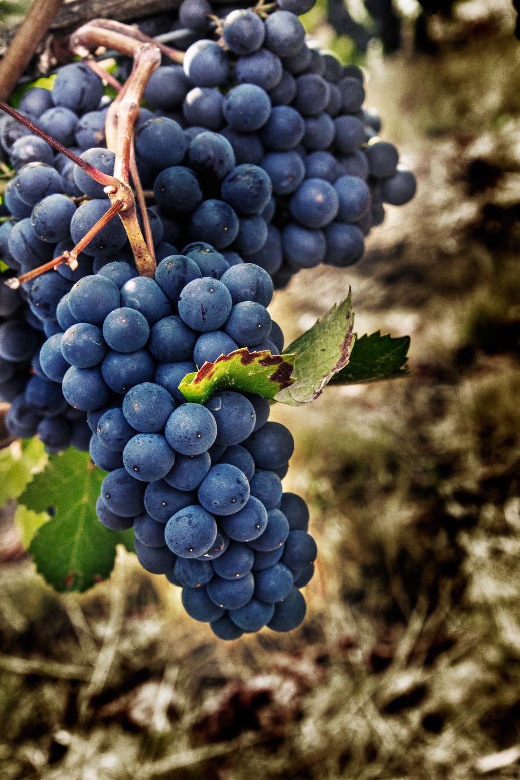 Two clusters of dark purple Pinot Noir grapes hanging on a grapevine with green leaves.