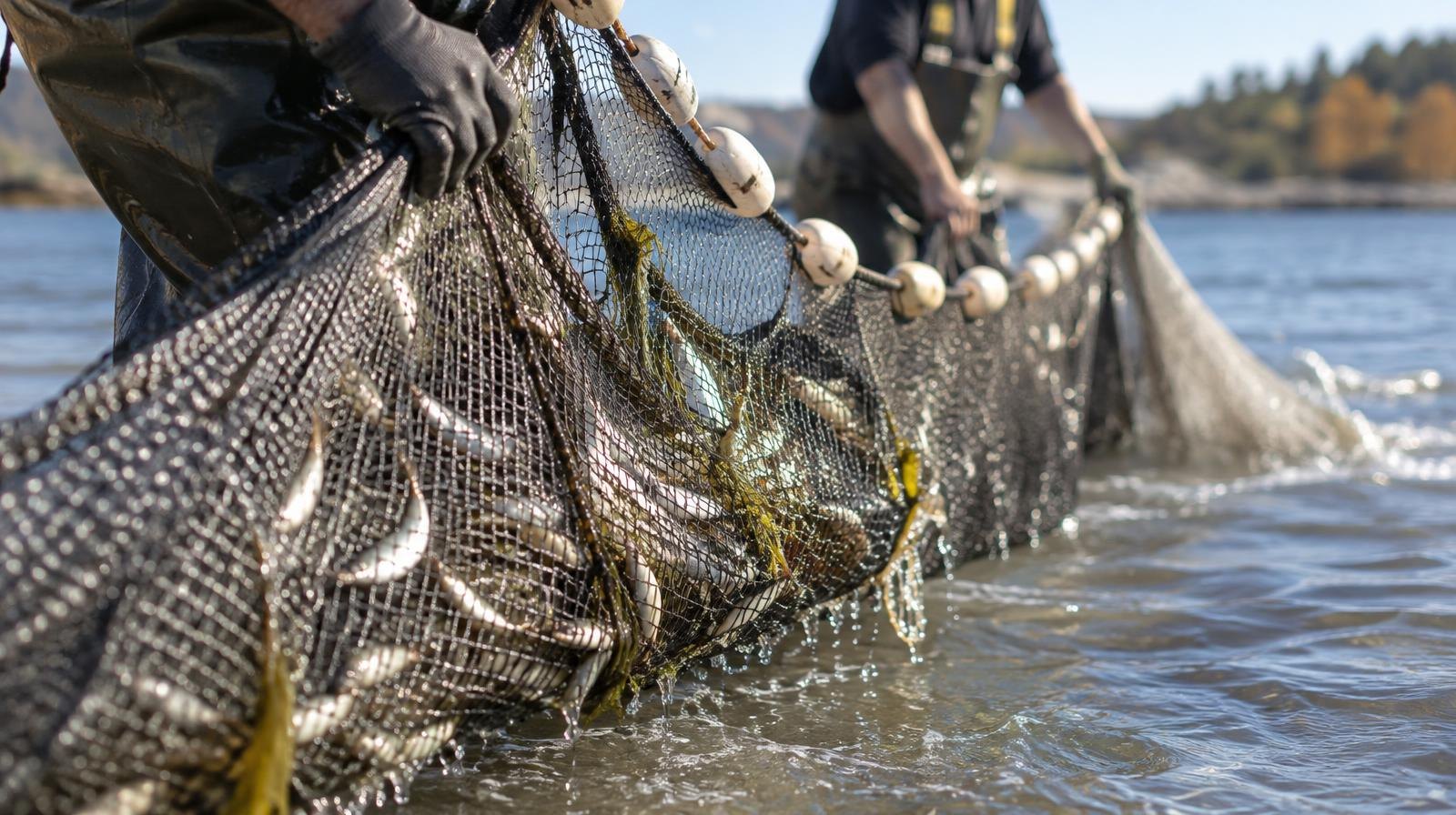 A dripping seine net pulled through shallow water with small fish visible inside.