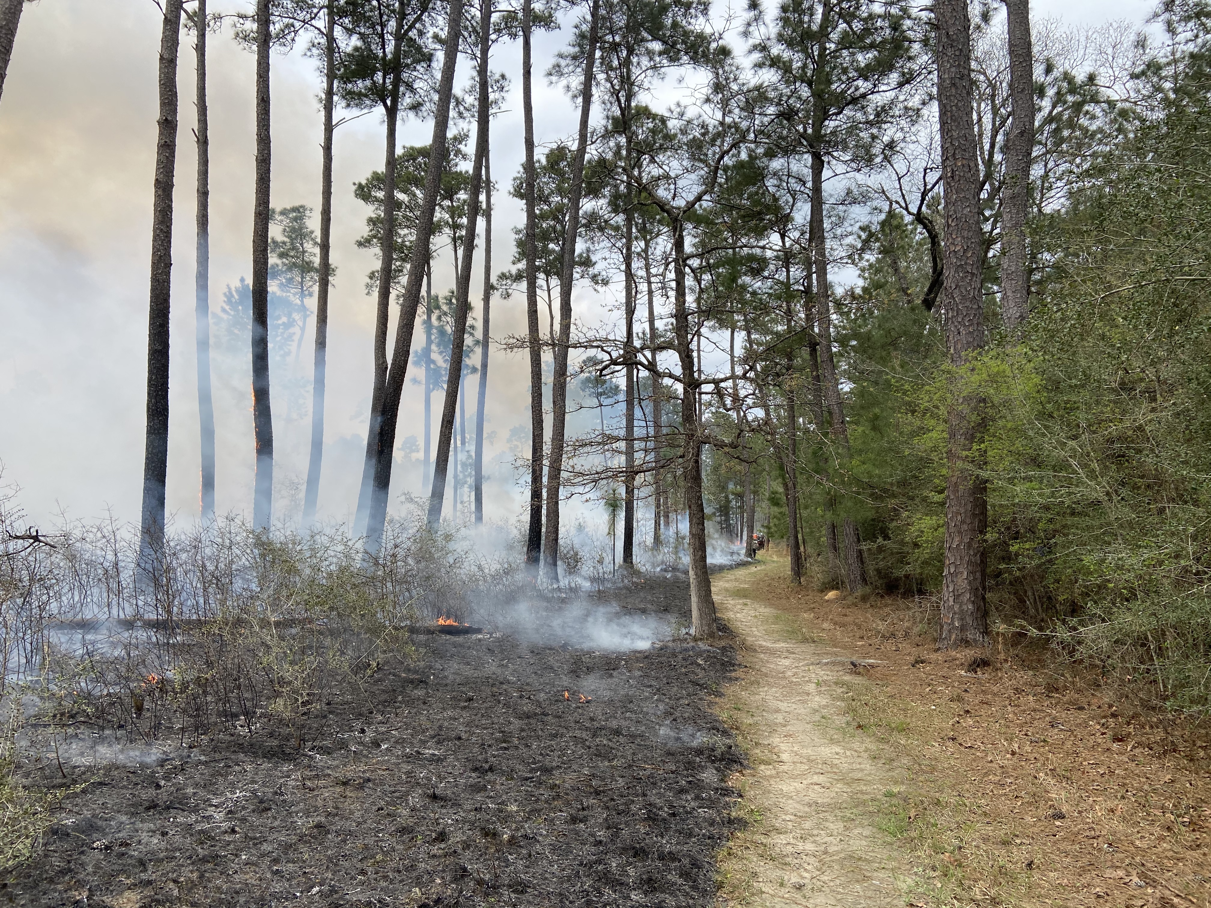 Smoke rises from a ground fire burning along a dirt trail in a pine forest.