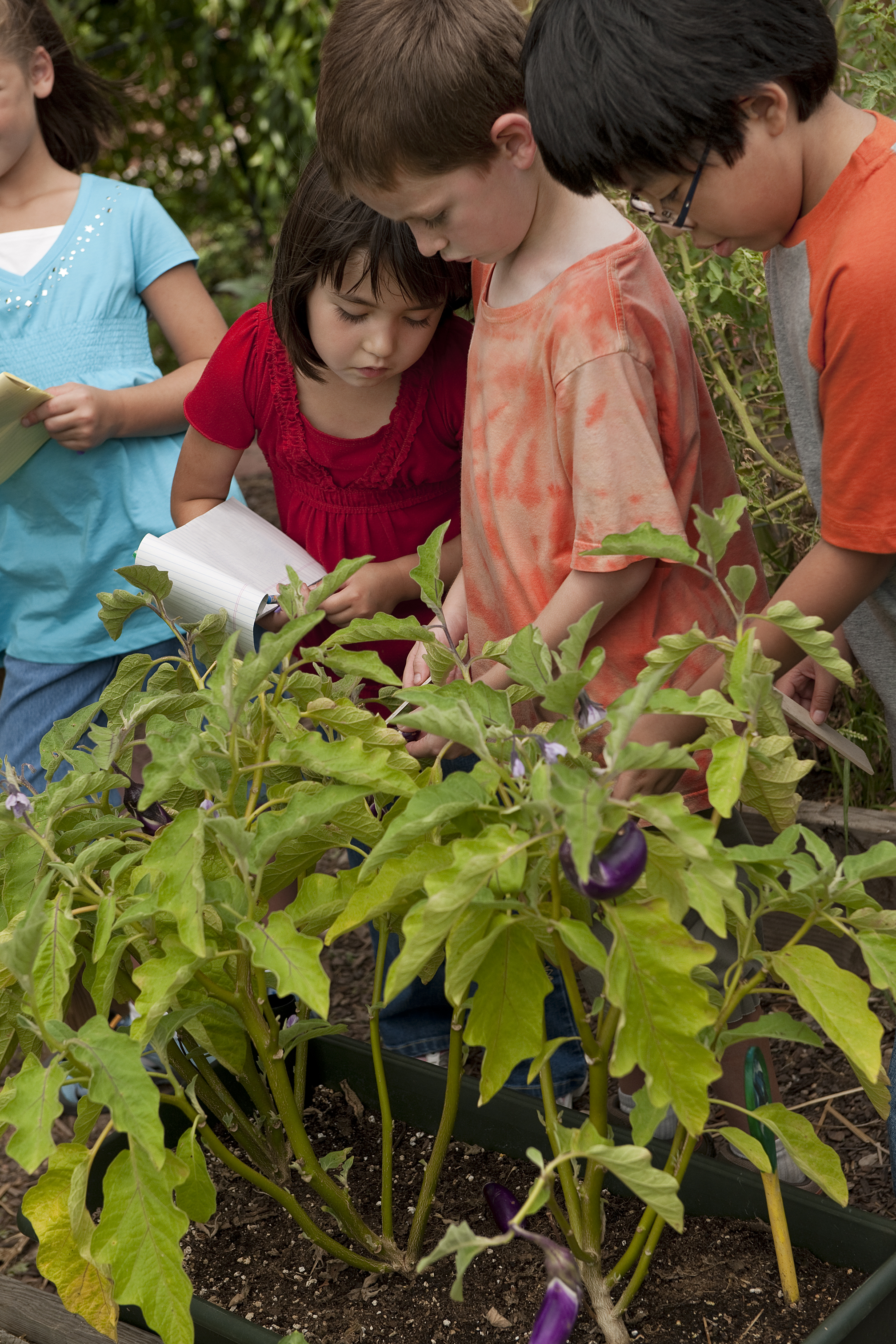Children gathered around a raised garden bed with eggplant plants outdoors.