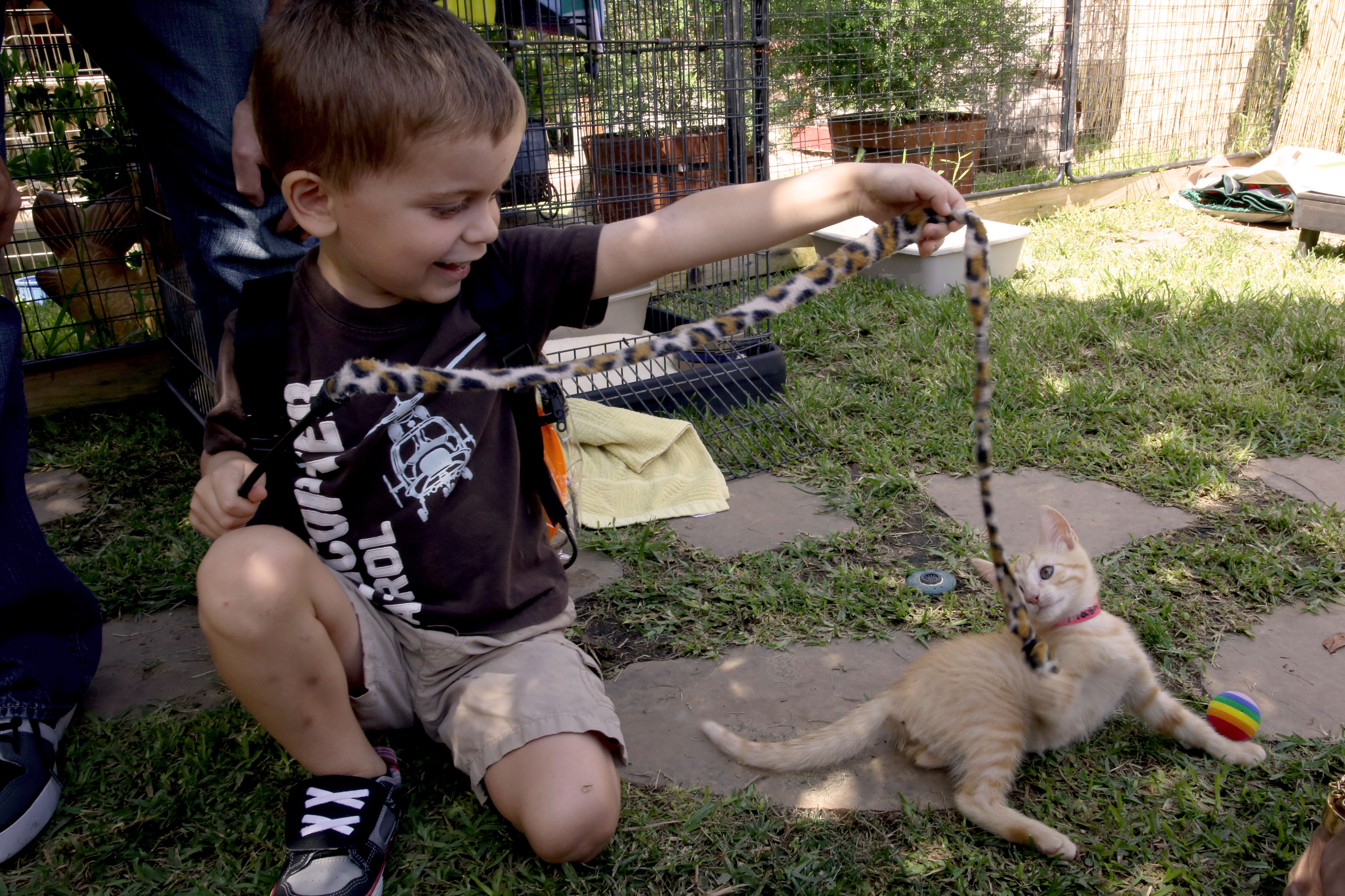 Young boy dangles a feather toy toward an orange kitten at an outdoor shelter.