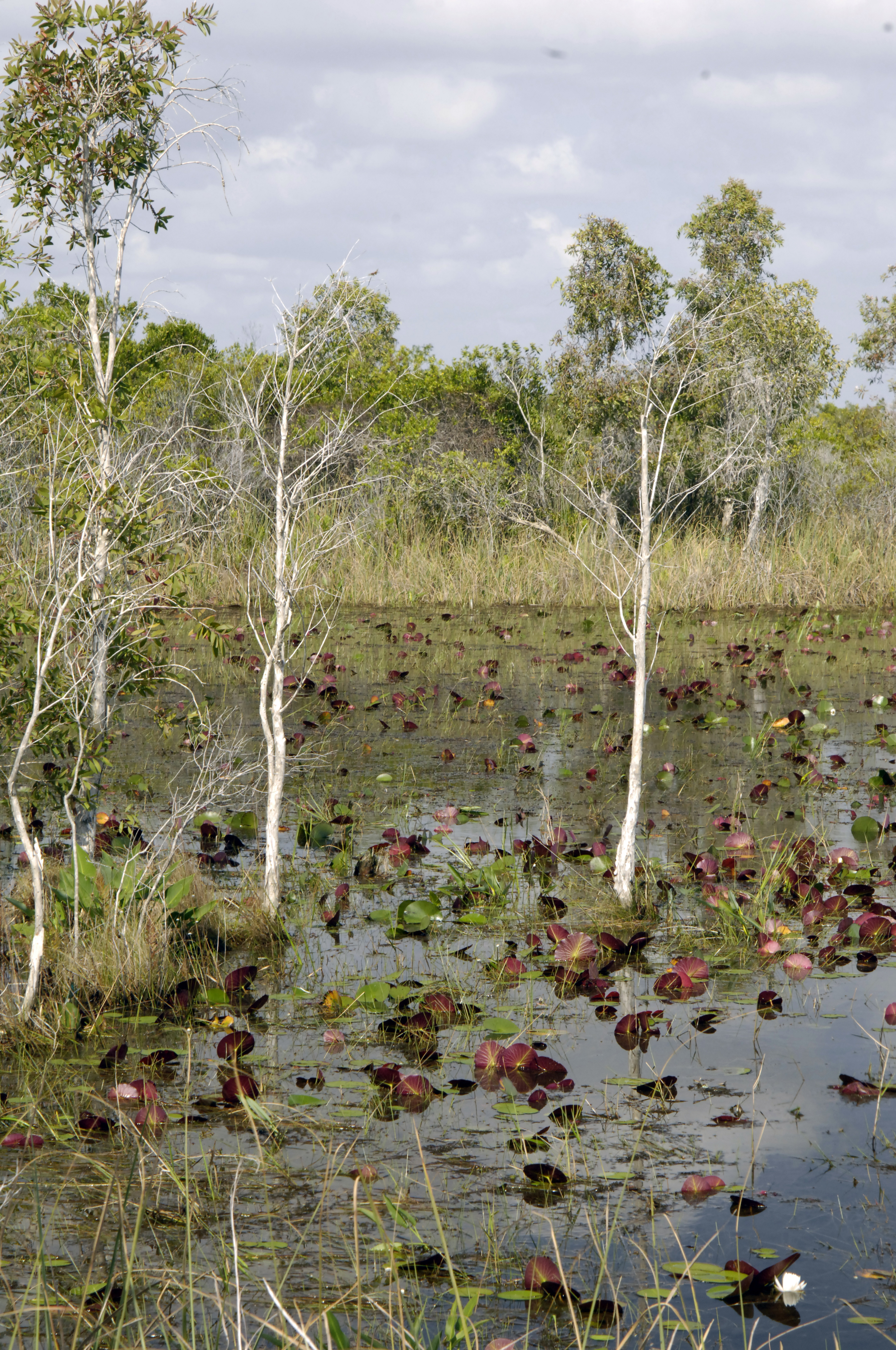 Flooded wetland with lily pads, aquatic plants, and white-barked trees in shallow water.