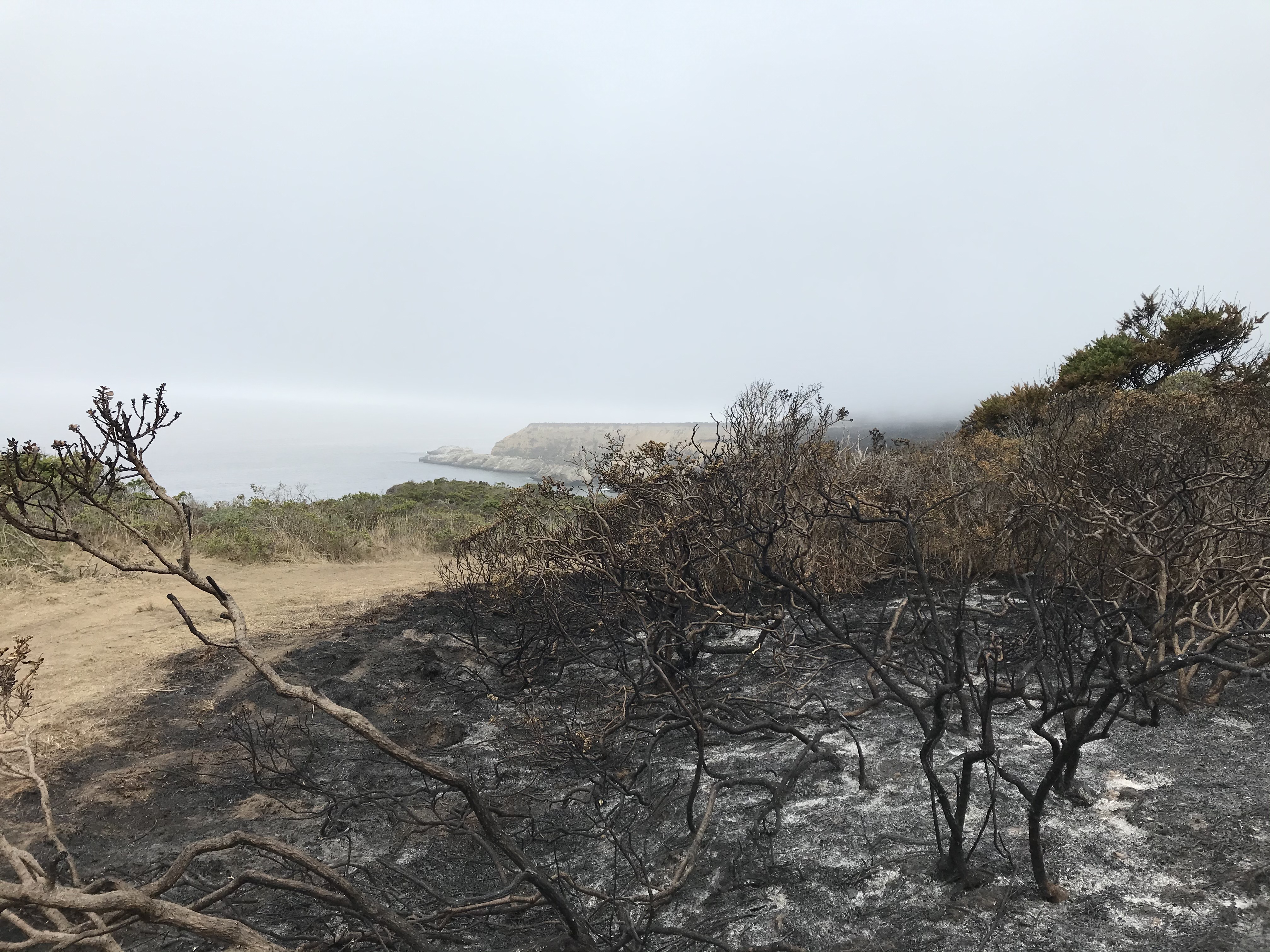 Charred shrubs and scorched ground along a coastal trail with a foggy headland in the distance.
