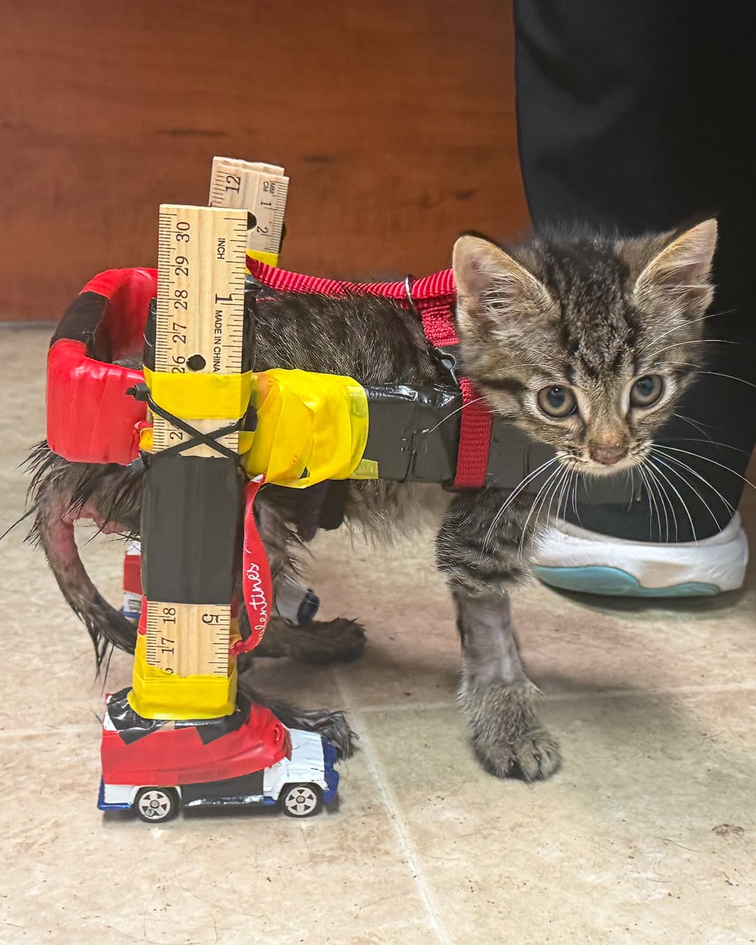 a cat with a therapeutic device made of rulers