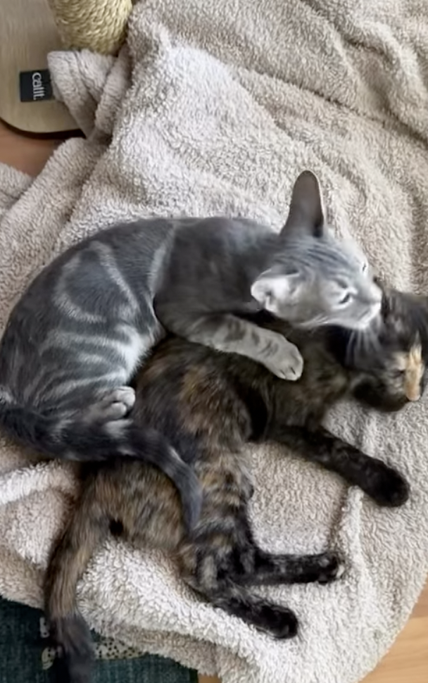 A gray tabby kitten and a tortoiseshell kitten curled up together asleep on a beige towel, the tabby resting her paw over her sister.