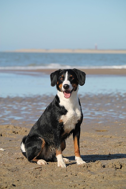Dog, beach, sea, pet, domestic animal, animal, nature, water, appenzeller, mountain dog, portrait