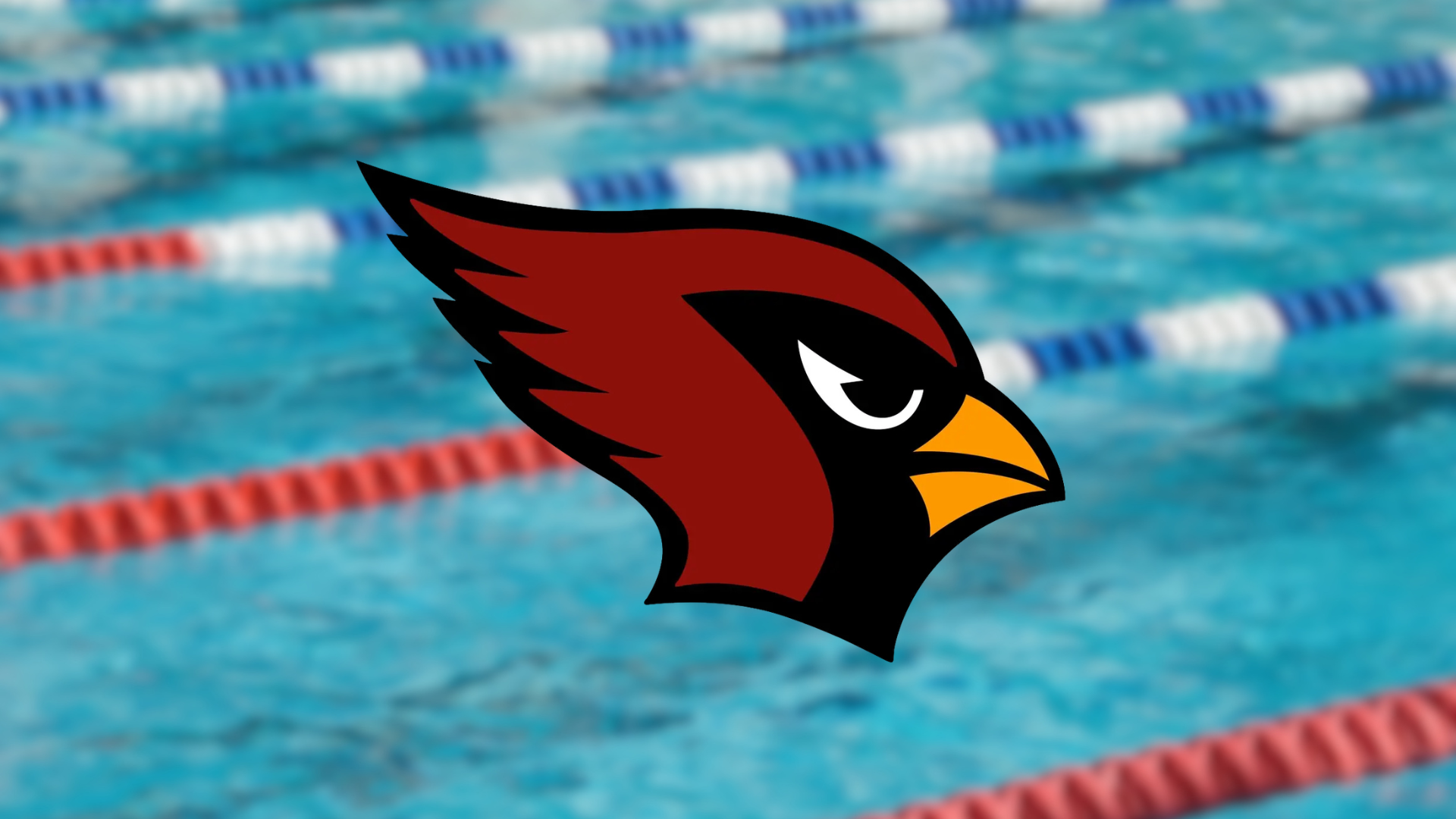 Red cardinal mascott on blurred pool background with lap lanes.